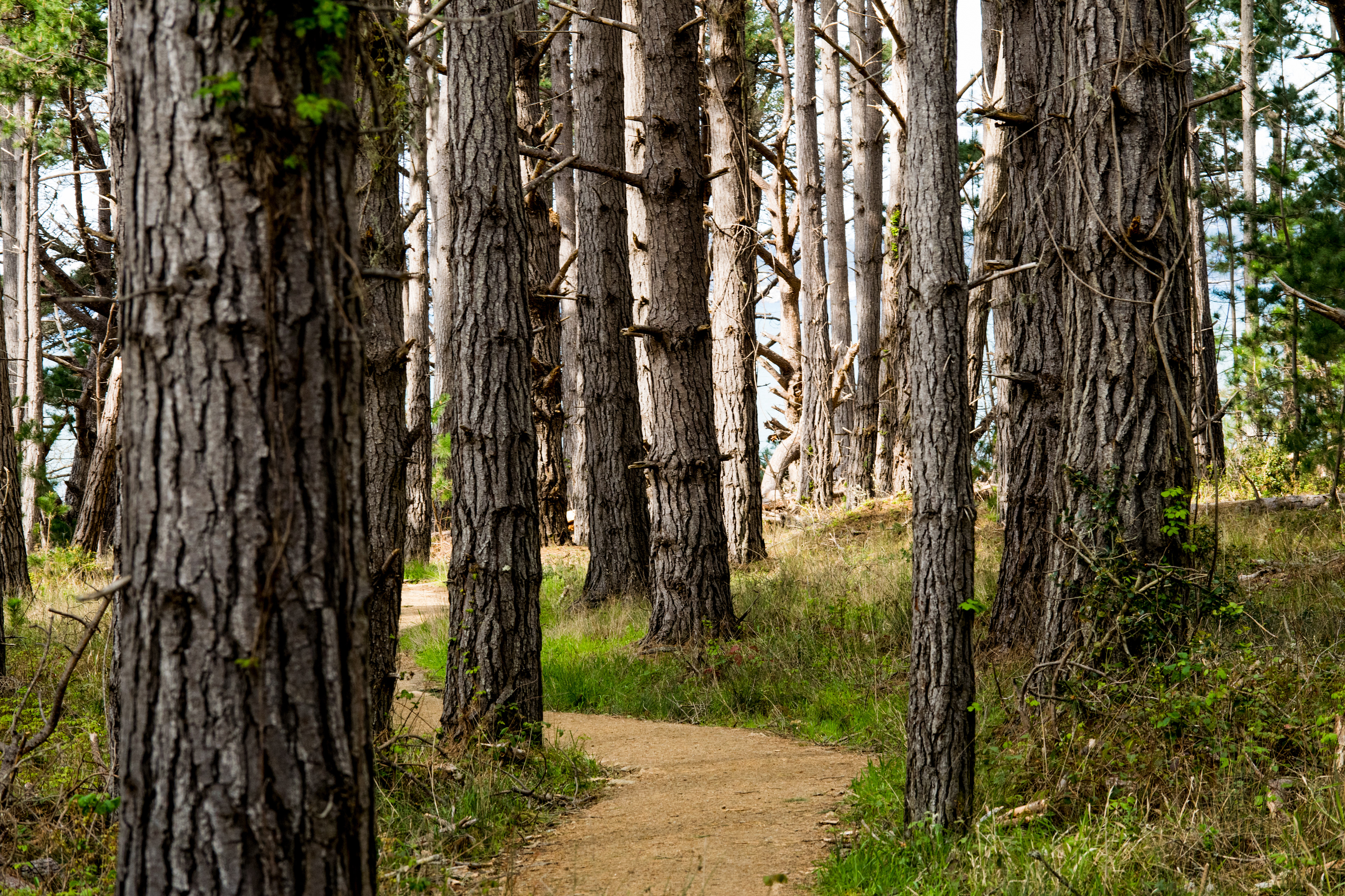Walk in the woods, Point Lobos