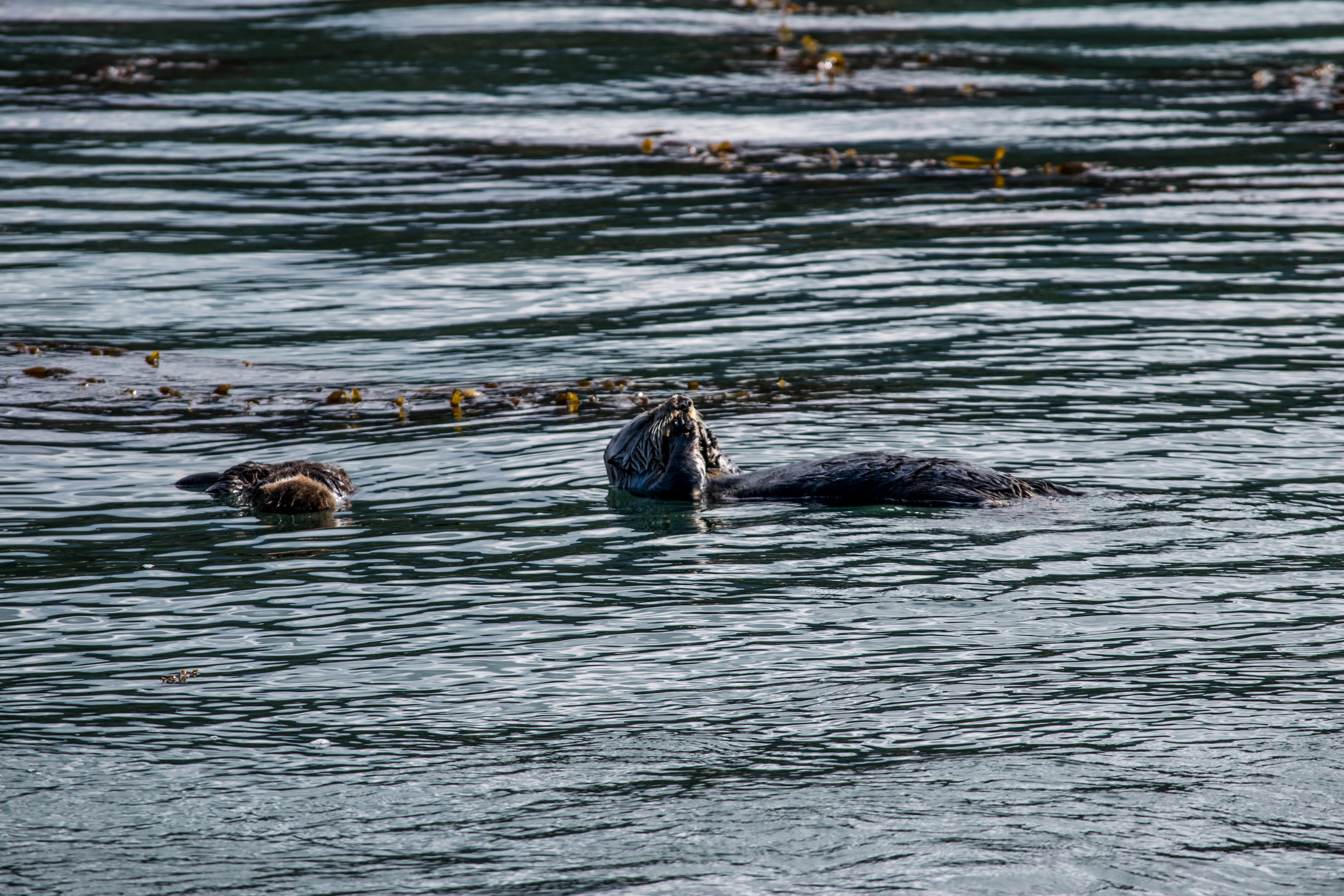 Otter and cub, Point Lobos