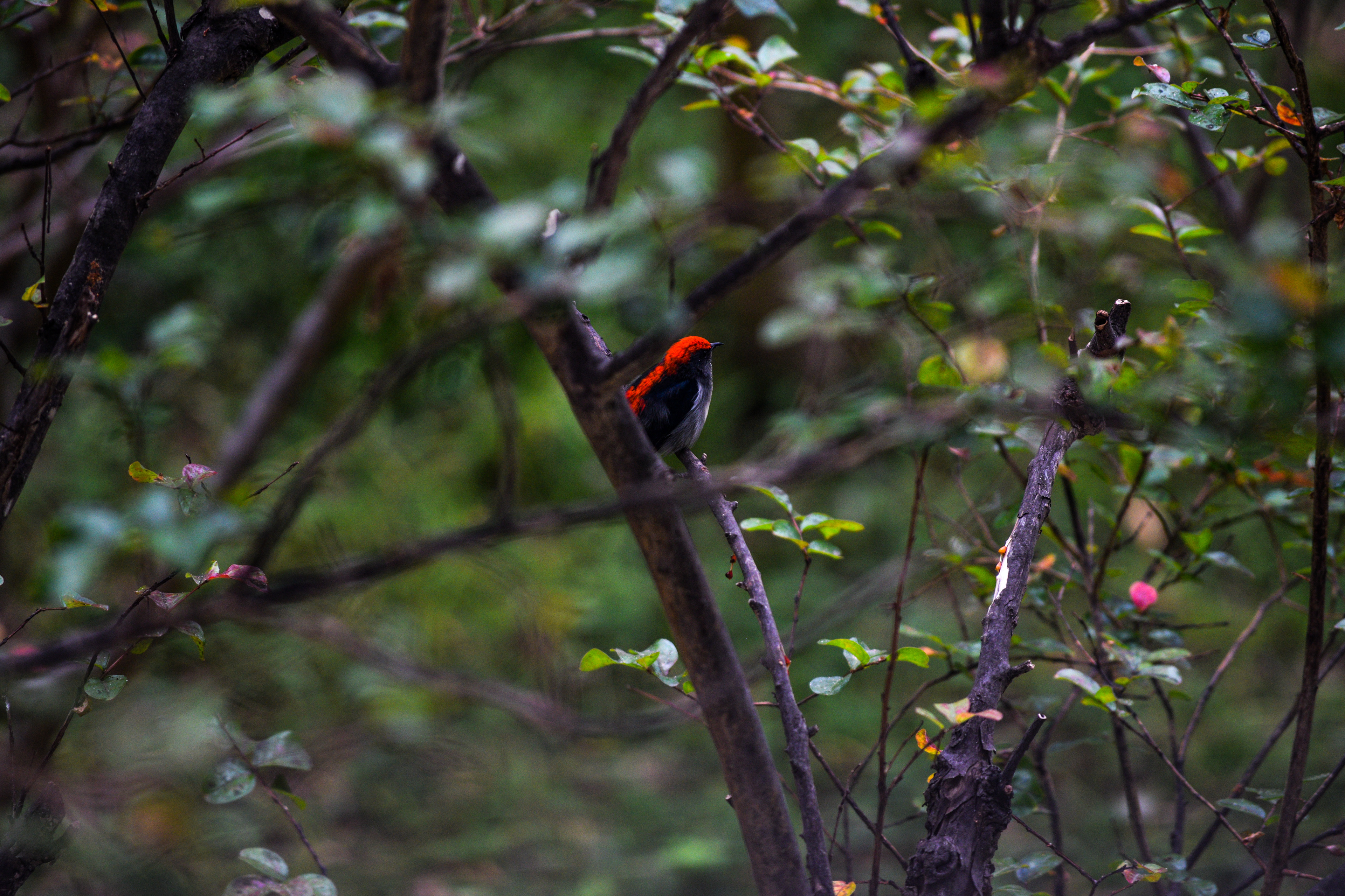 Glimpse of Red, Hong Kong