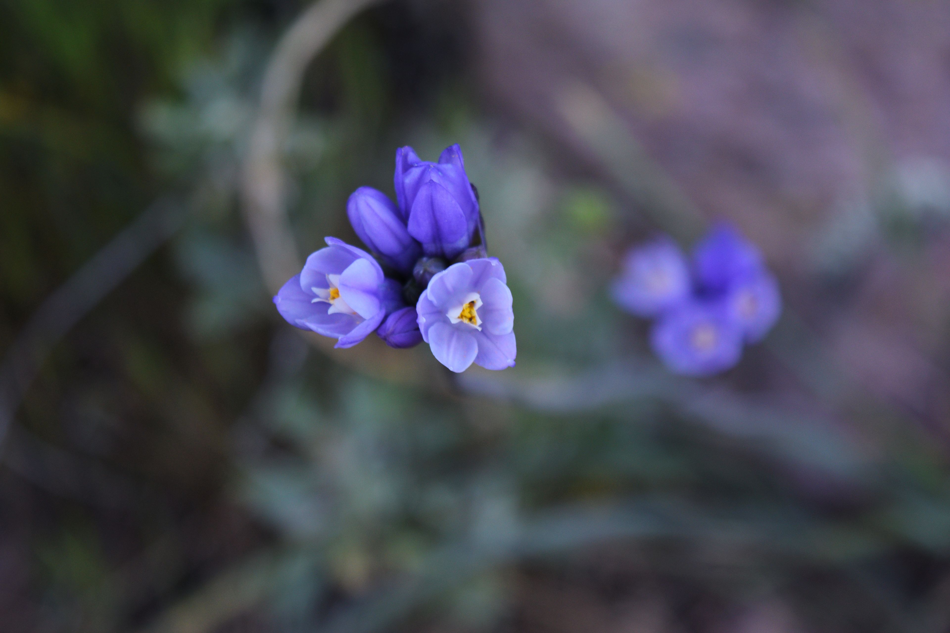 Wildflowers, Pinnacles State Park