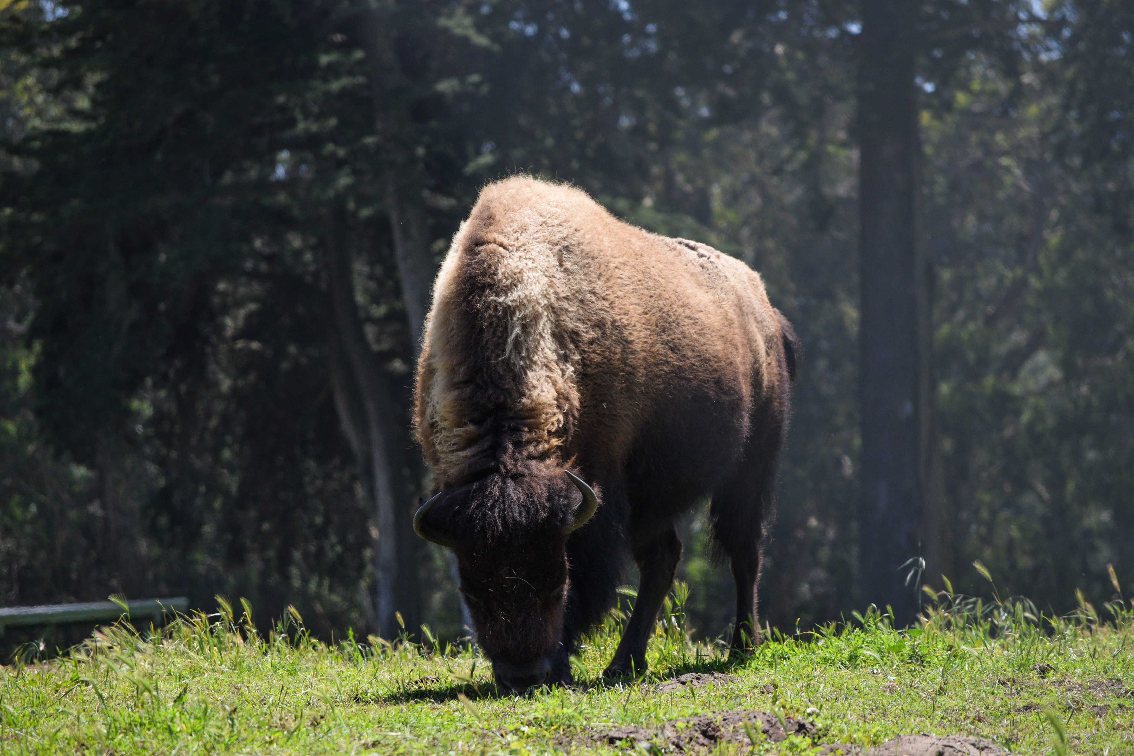 American Bison, San Francisco