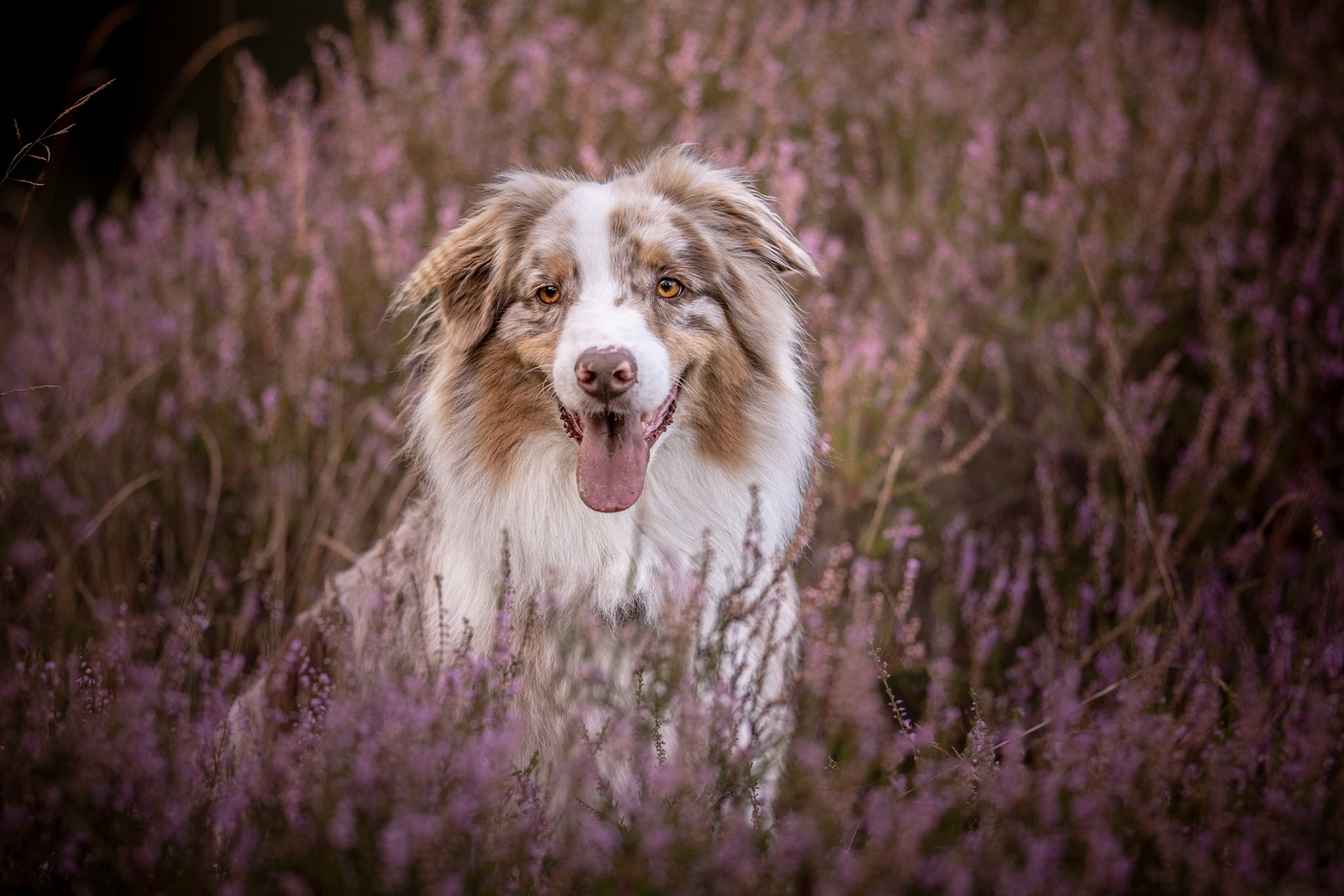 Hugo