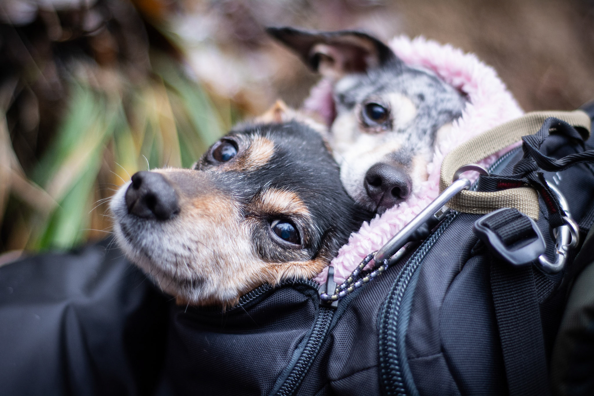 Mayo & Lilli