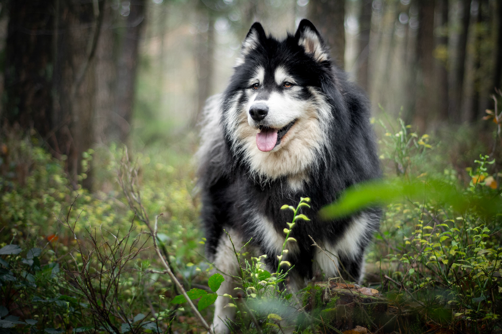 Floki