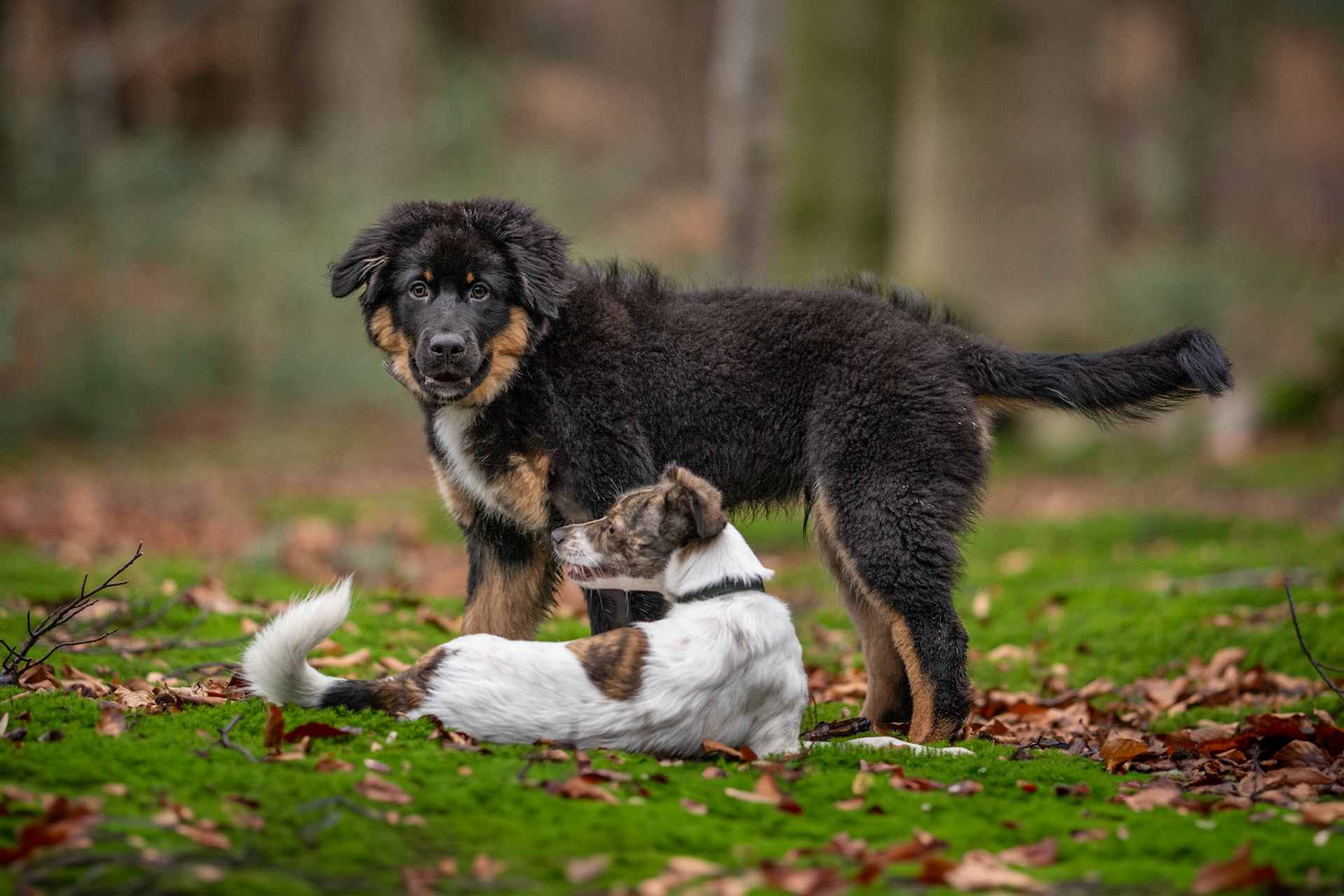 Atticus & Astra
