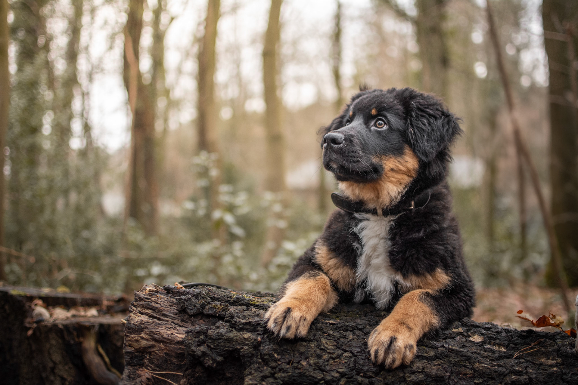 Atticus