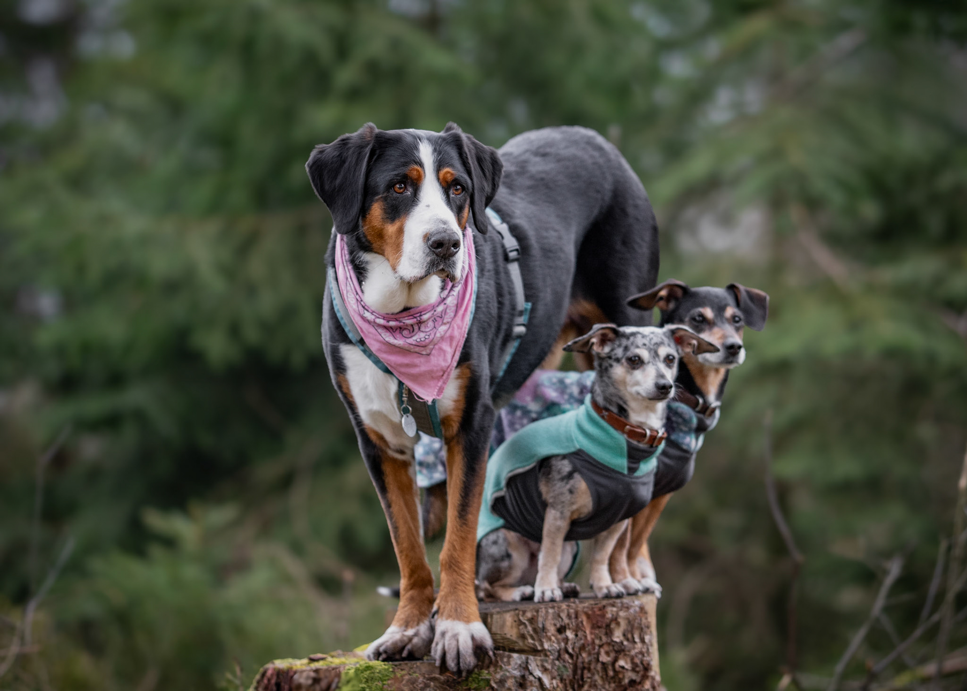Hexe, Lilli & Mayo