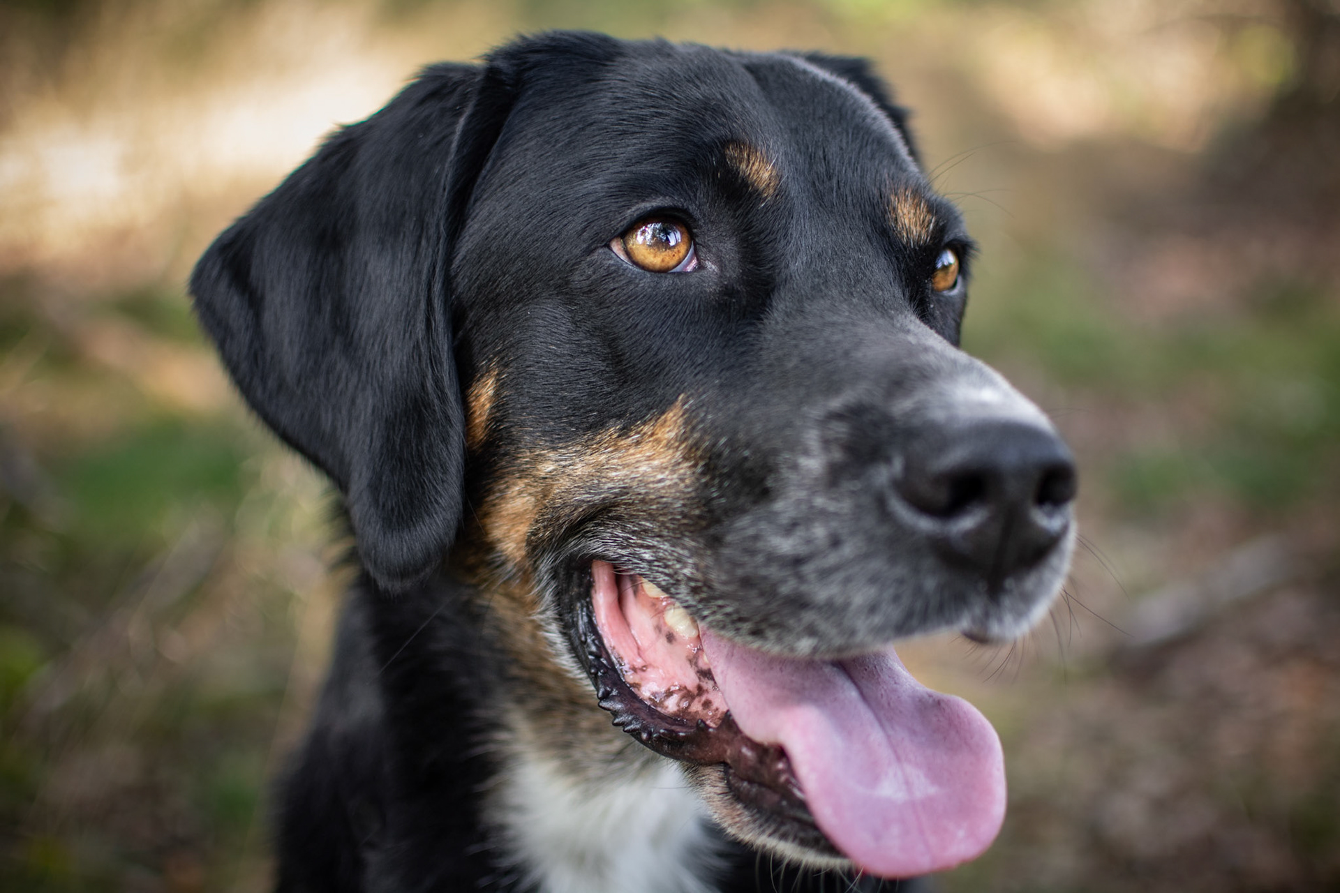 Heidi