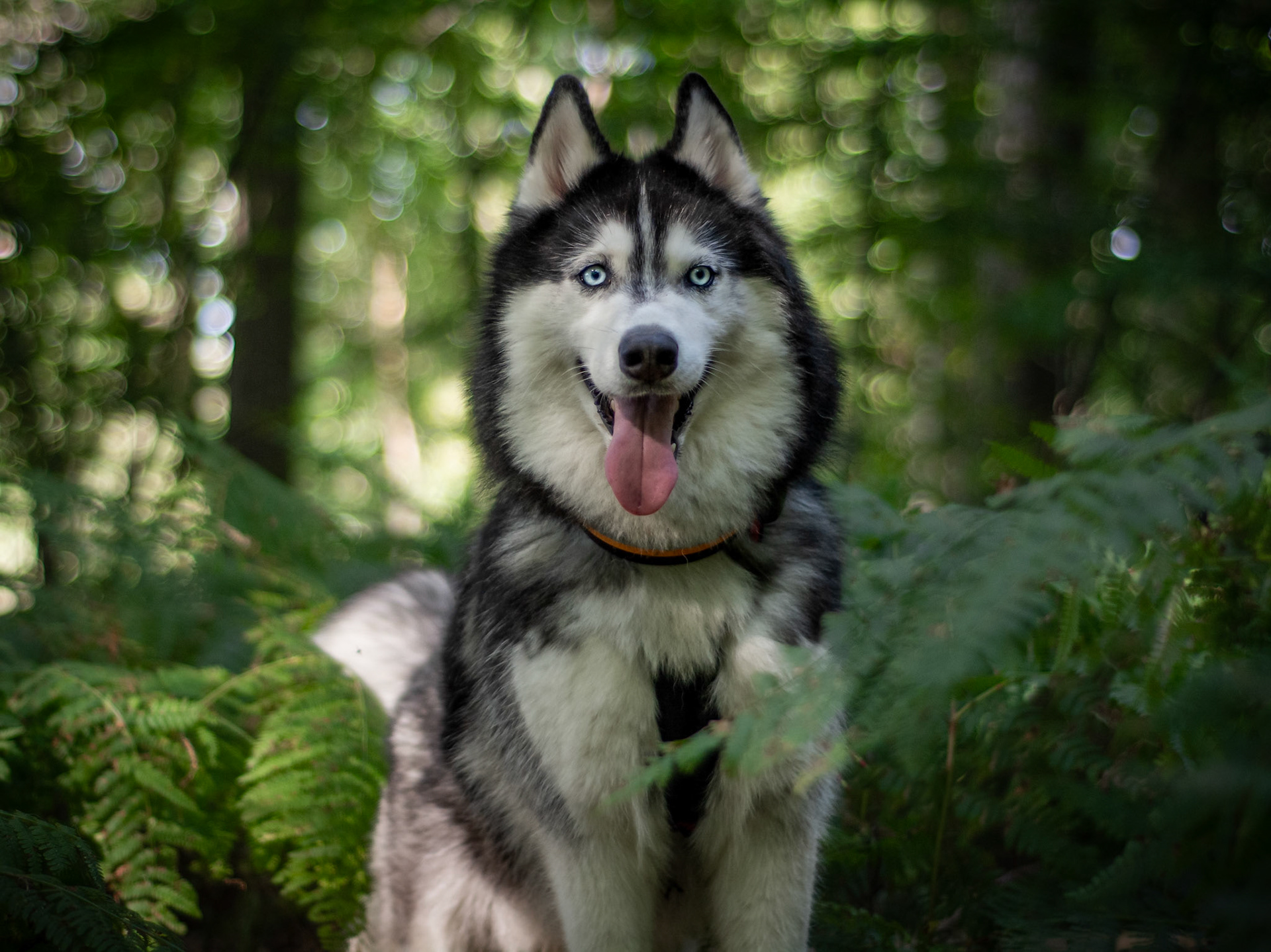 Bolto