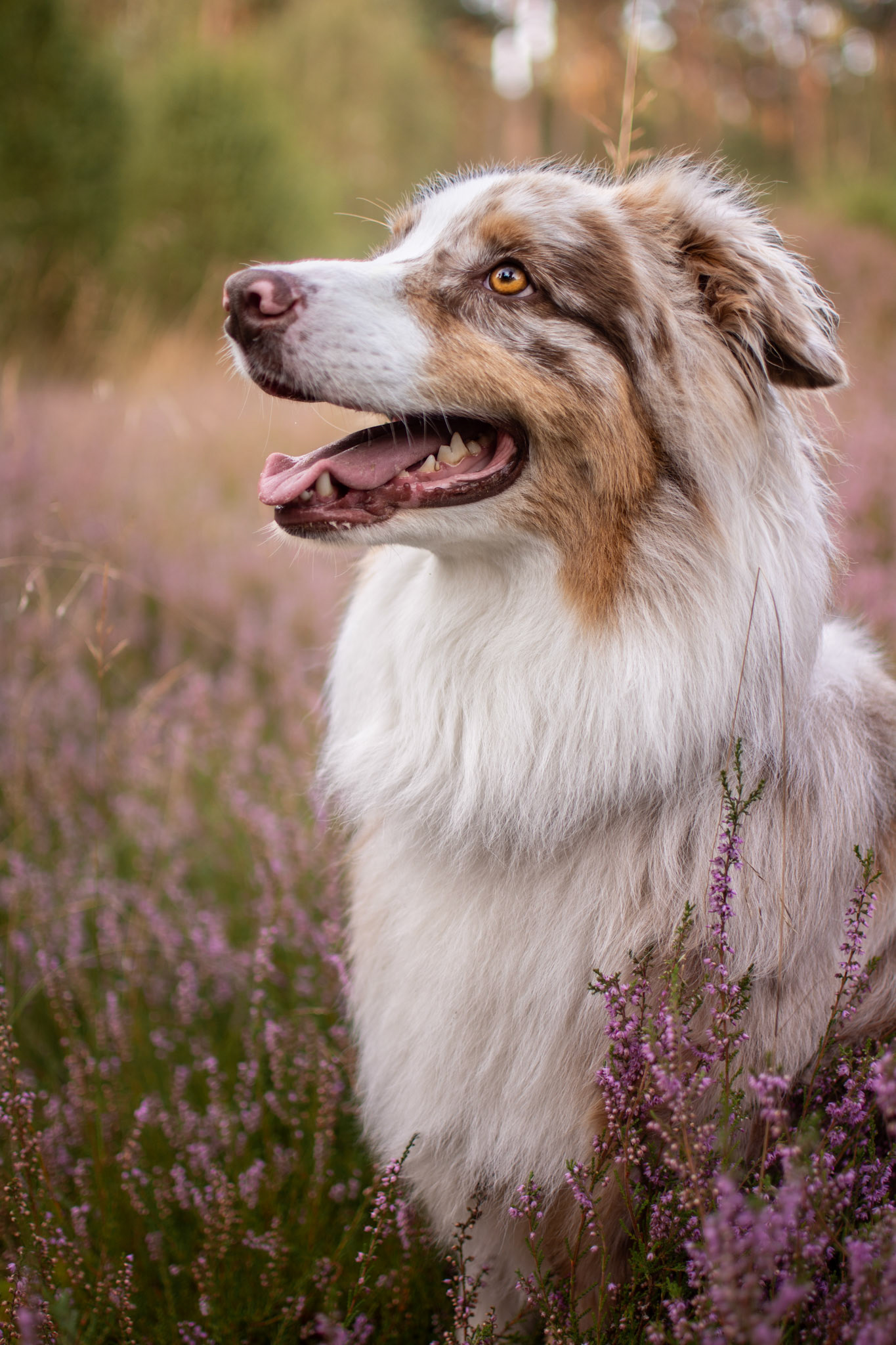 Hugo