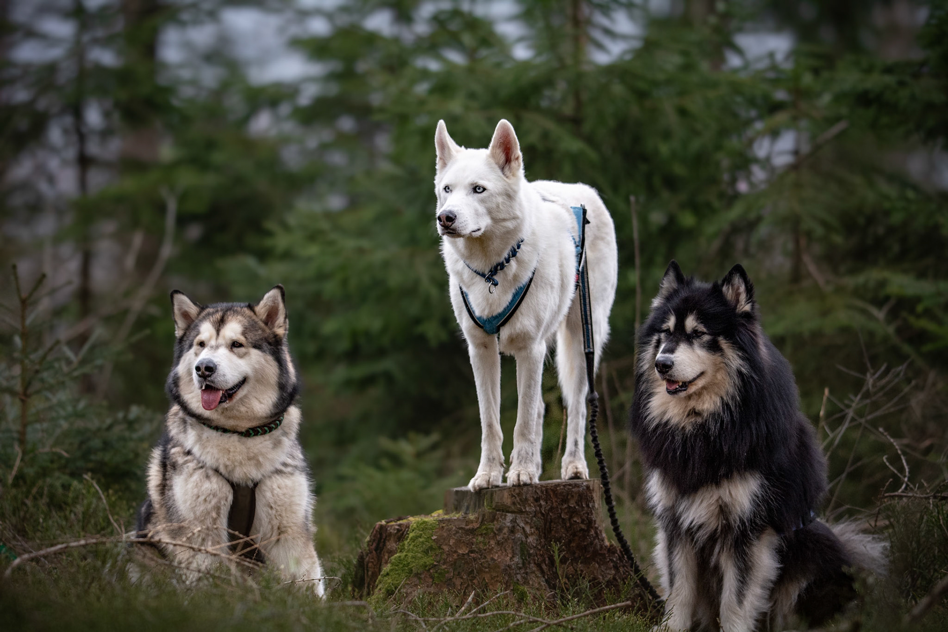 Yukon, Odin & Floki