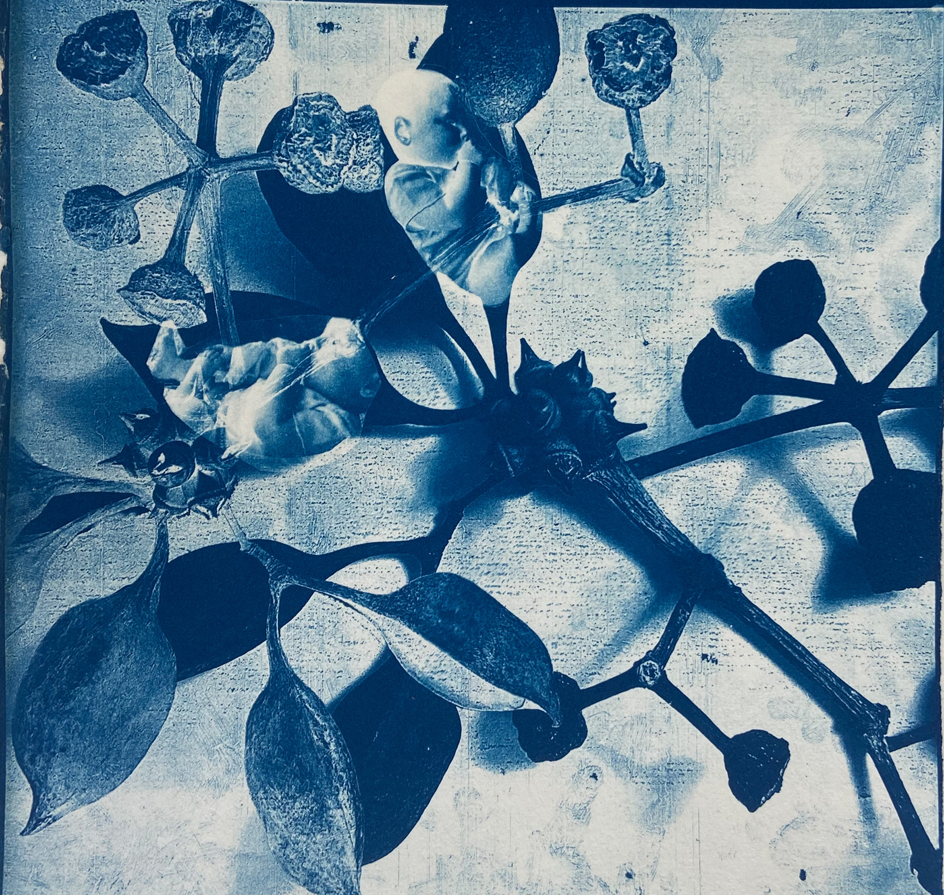 Cyanotype on rag paper