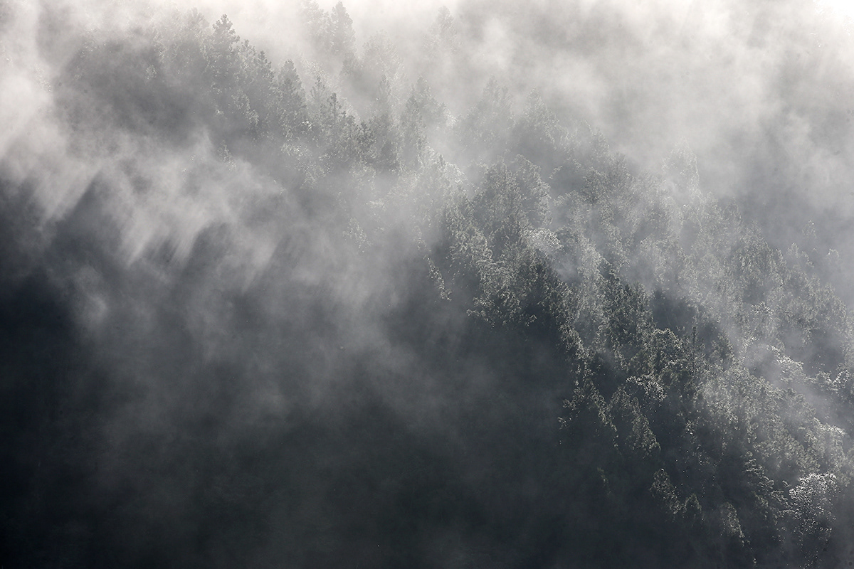 Forêt de cêdres, Taiwan.