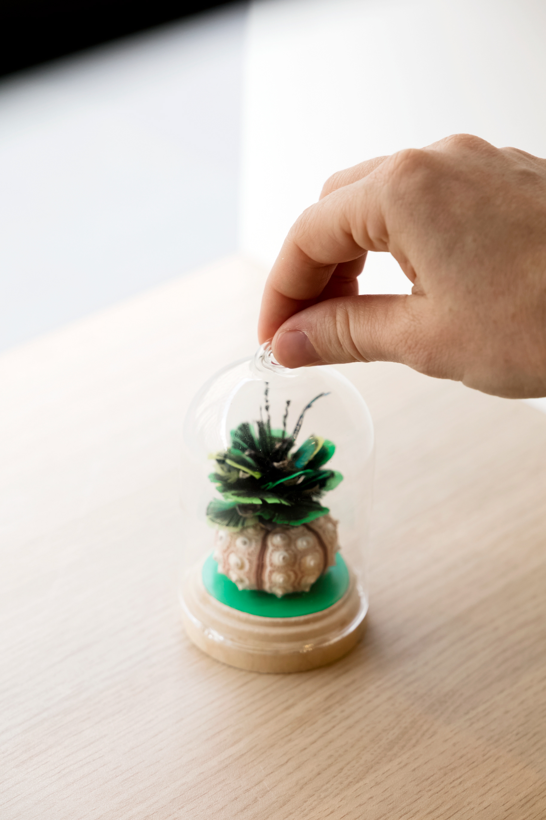Plume de curiosité - 70€