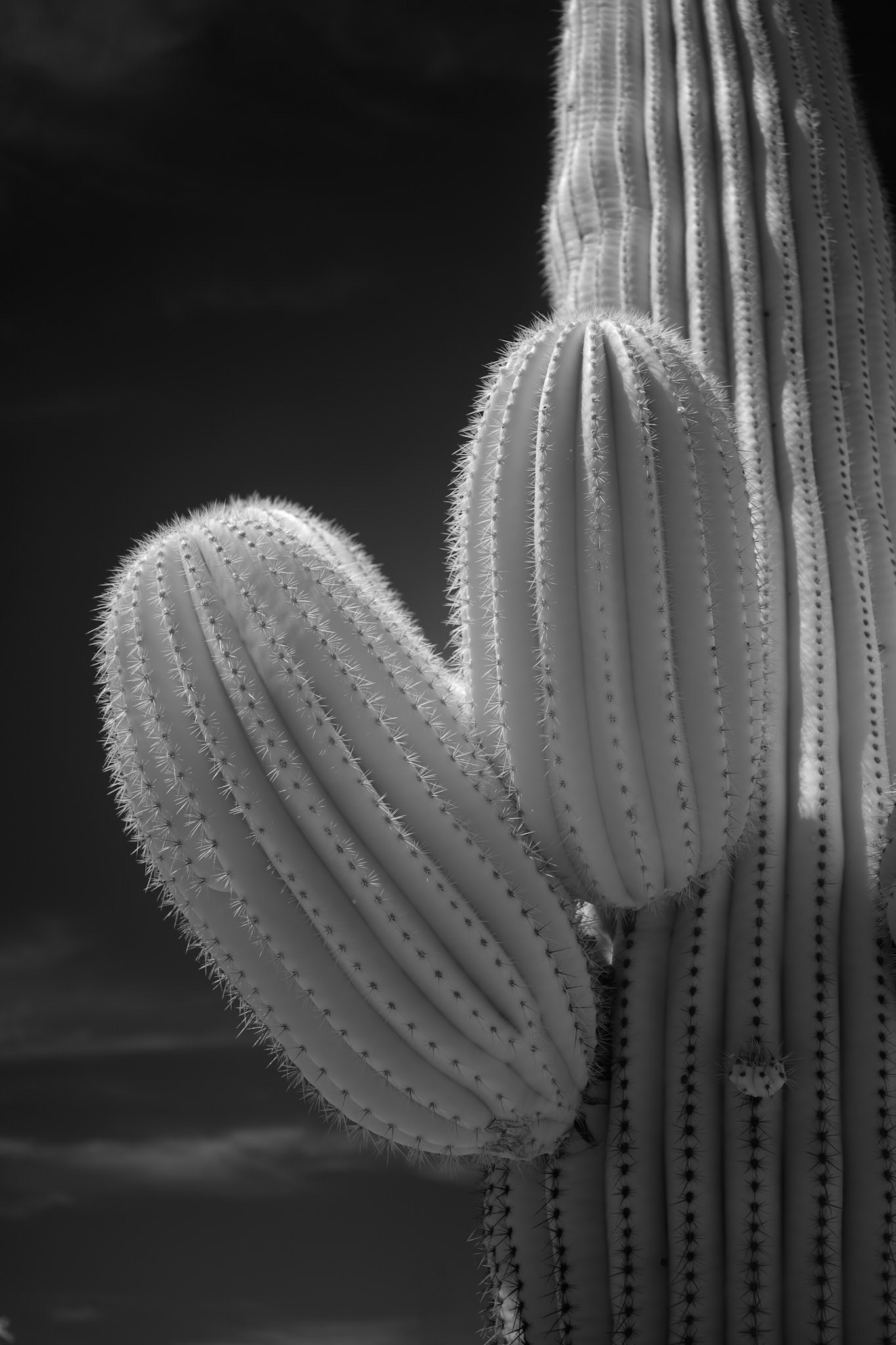 The glow of a saguaro just north of Tucson in infra-read.