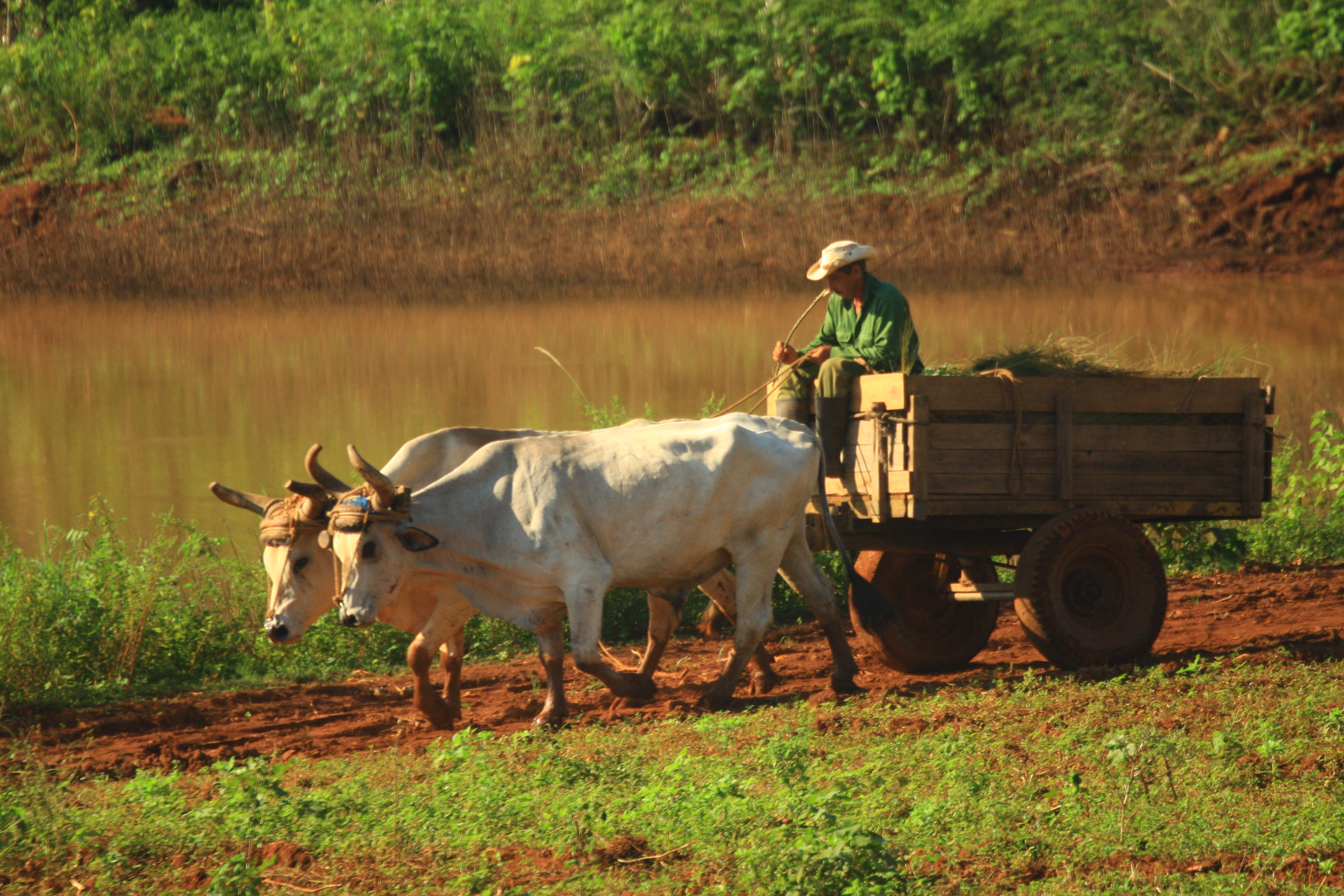 Tobacco farmer in Viñales.