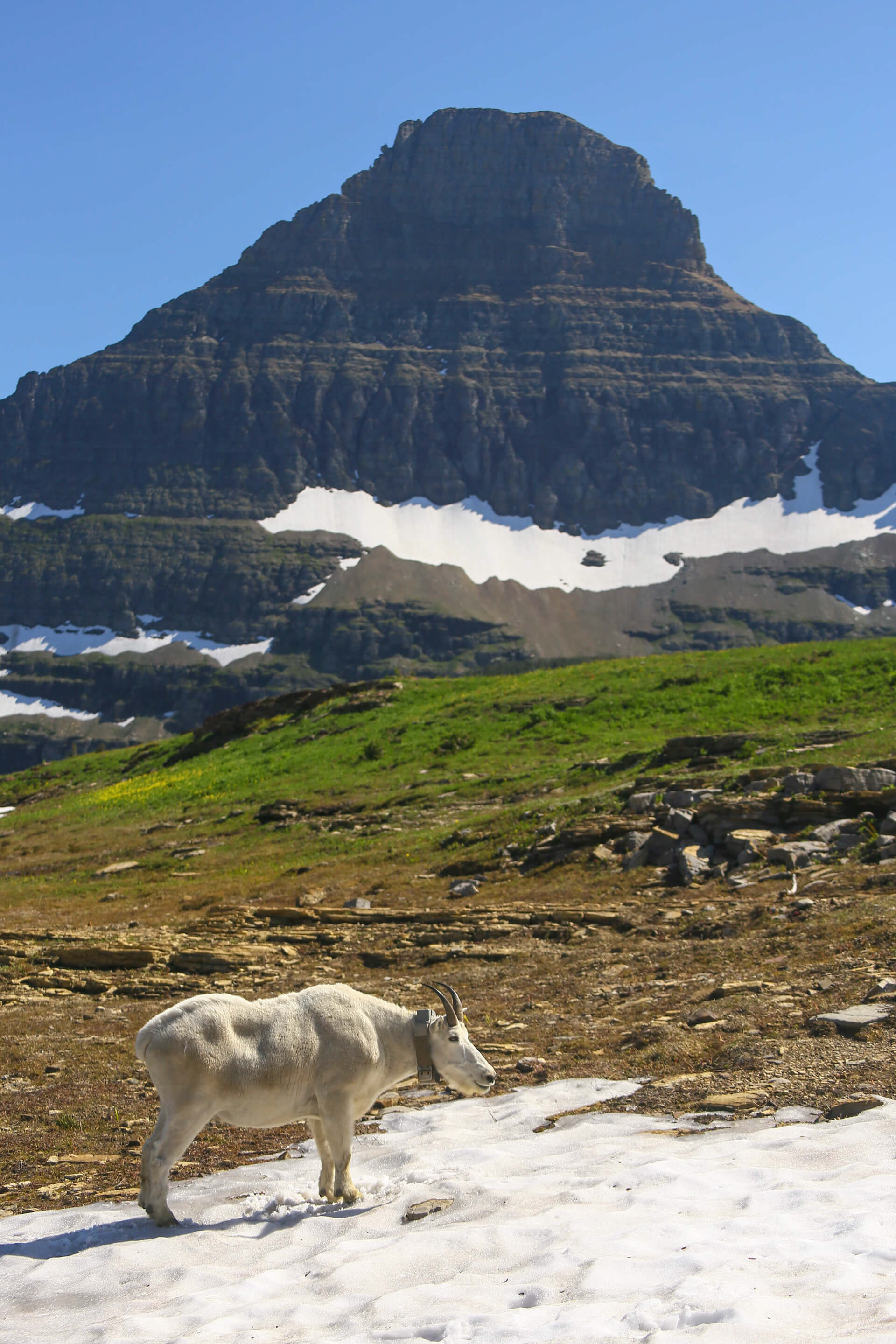 Mountain Goat at Logan Pass