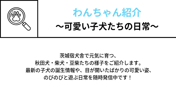 茨城宿犬舎で元気に育つ、 秋田犬・柴犬・豆柴たちの様子をご紹介します。  最新の子犬の誕生情報や、目が開いたばかりの可愛い姿、 のびのびと遊ぶ日常を随時発信中です！