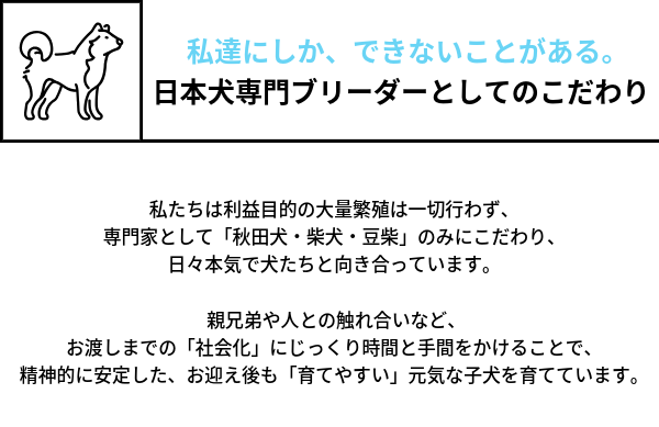私達にしか、できないことがある。 日本犬専門ブリーダーとしてのこだわり 私たちは利益目的の大量繁殖は一切行わず、 専門家として「秋田犬・柴犬・豆柴」のみにこだわり、日々本気で犬たちと向き合っています。  親兄弟や人との触れ合いなど、お渡しまでの「社会化」にじっくり時間と手間をかけることで、 精神的に安定した、お迎え後も「育てやすい」元気な子犬を育てています。