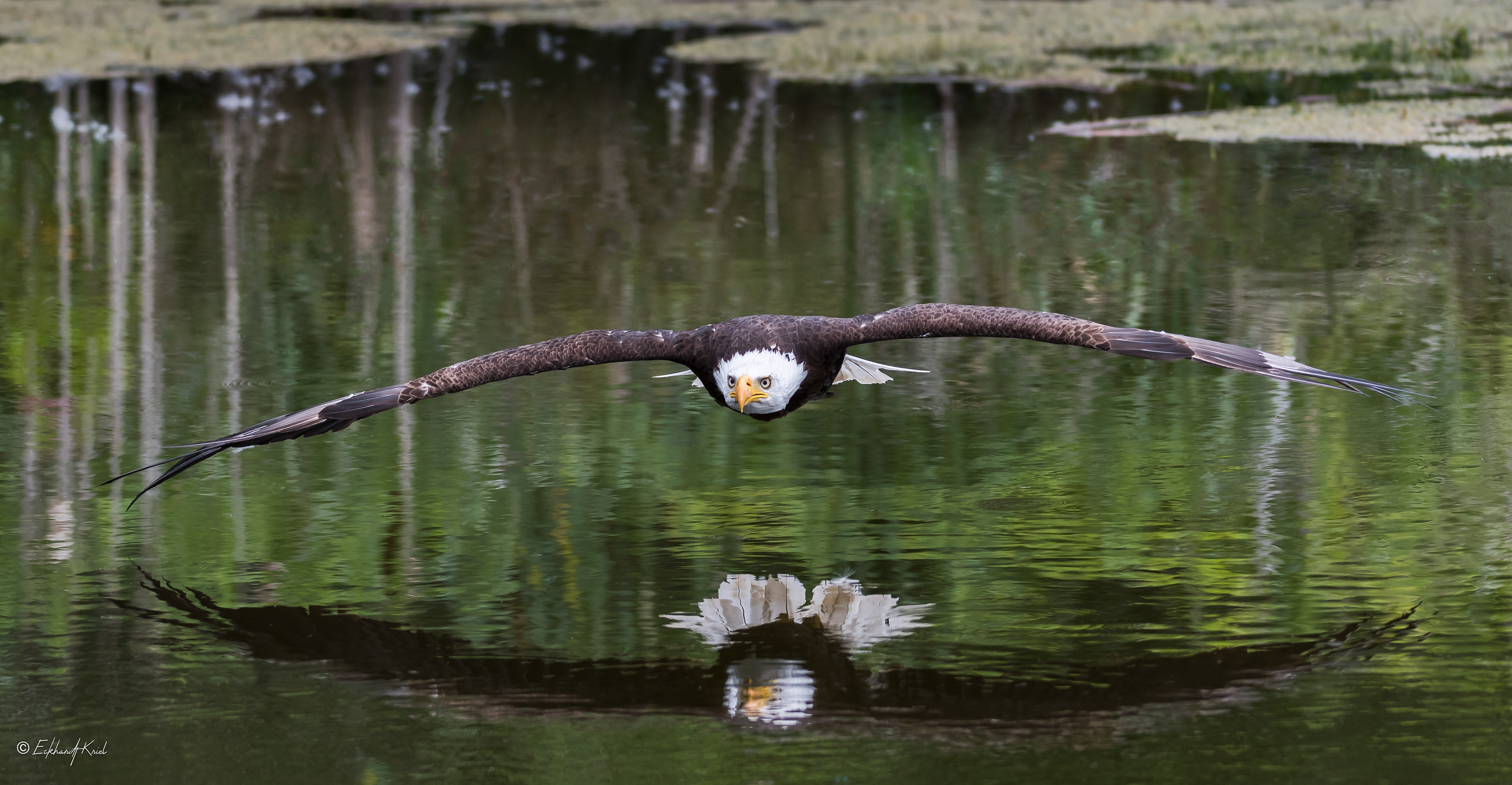 Captive Bird
