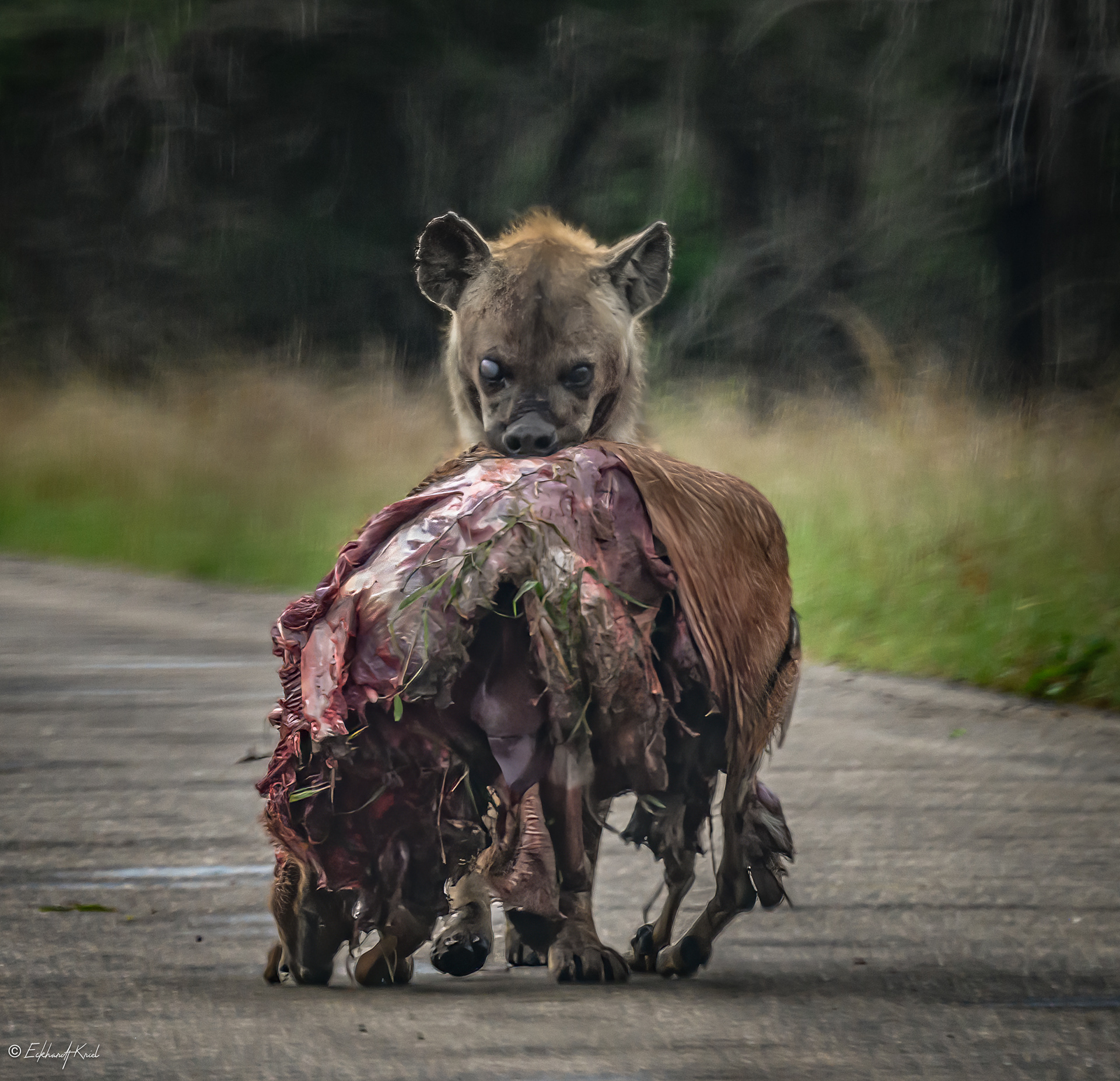 Kruger National Park