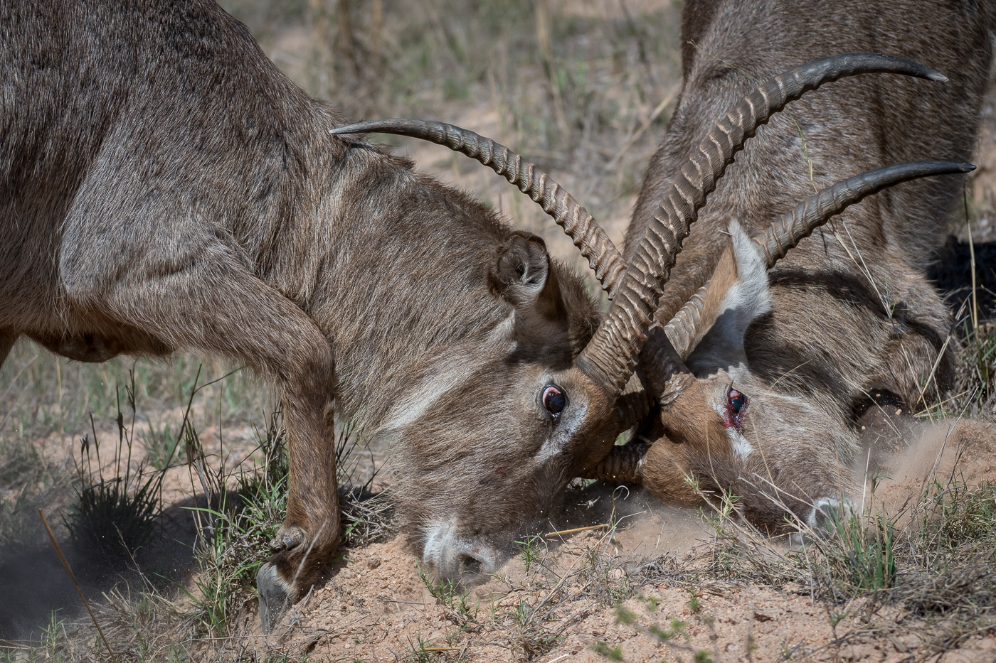 Kruger National Park