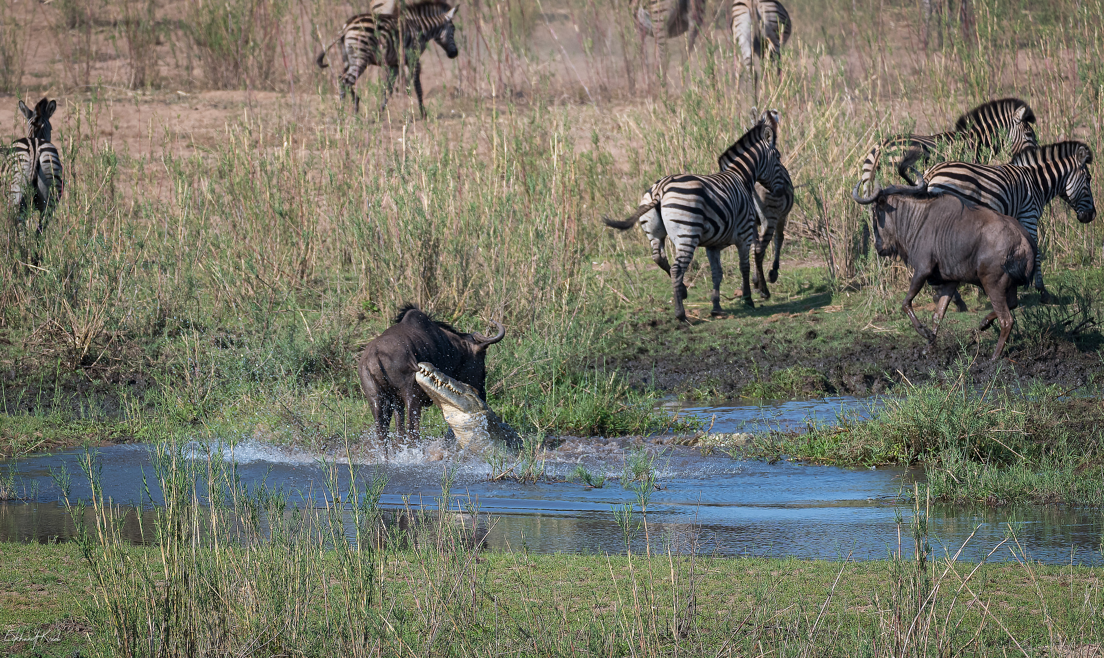 Kruger National Park