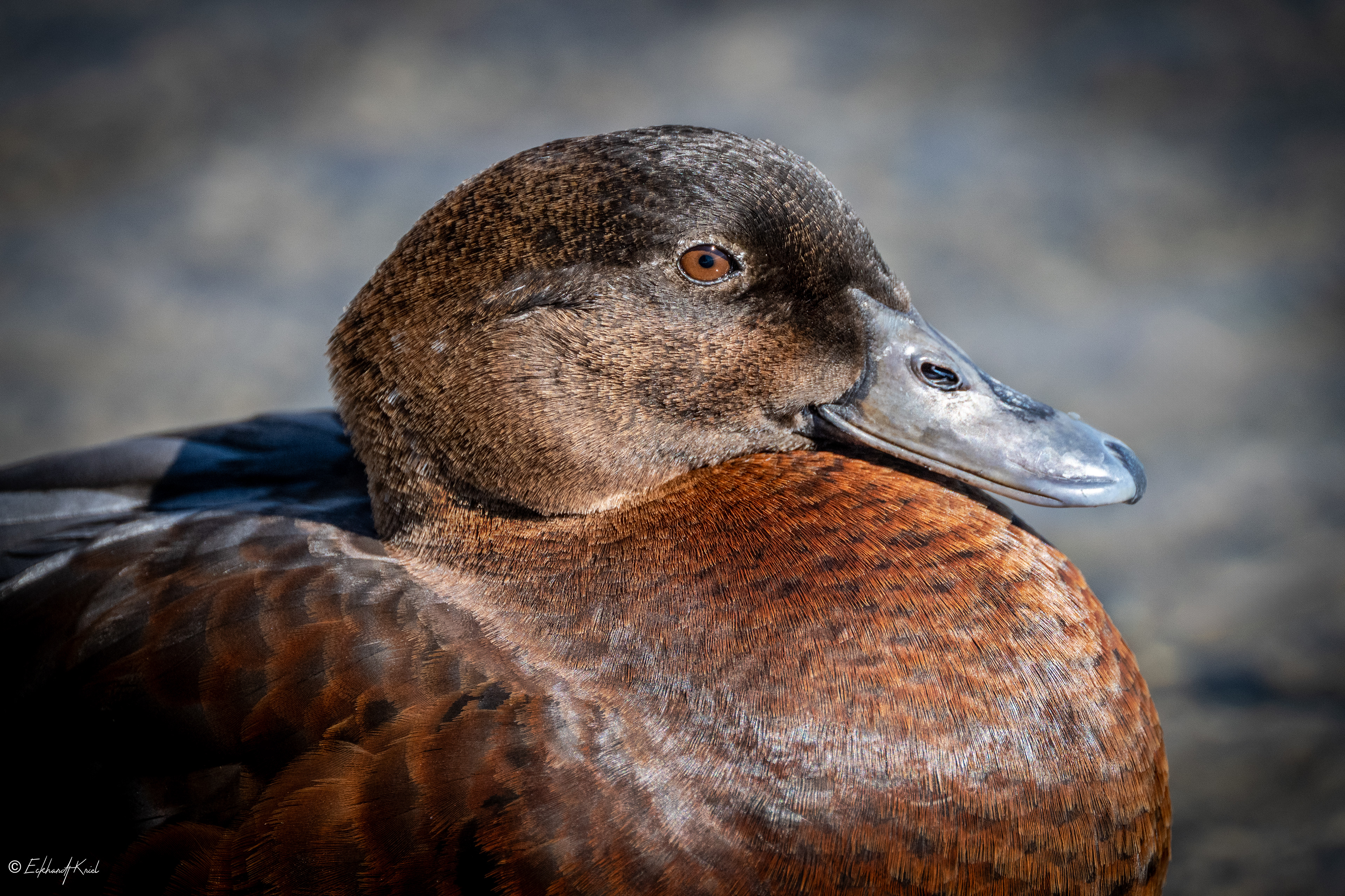 Duck - LaSalle Marina