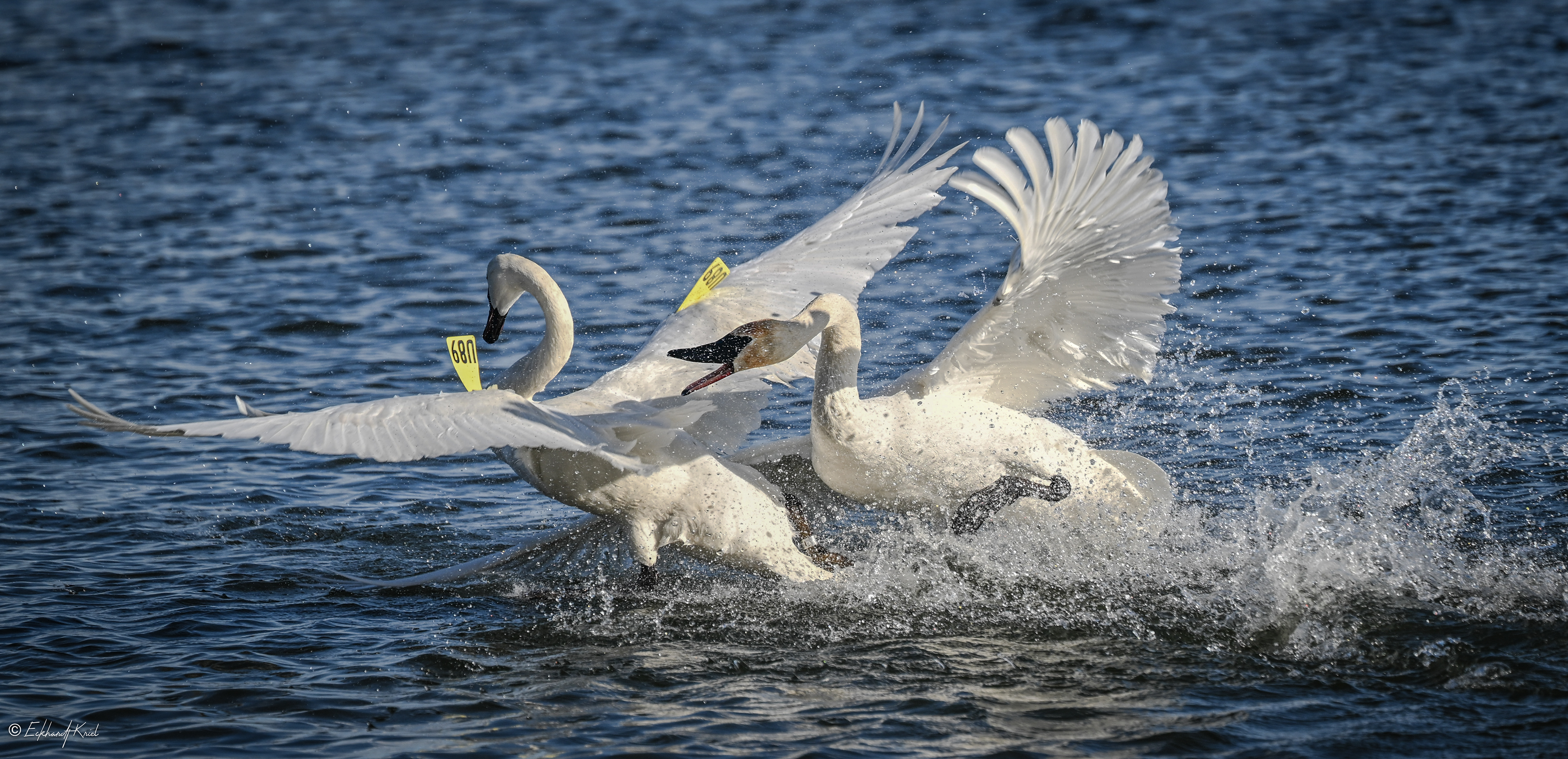 Trumpeter Swans - LaSalle Marina
