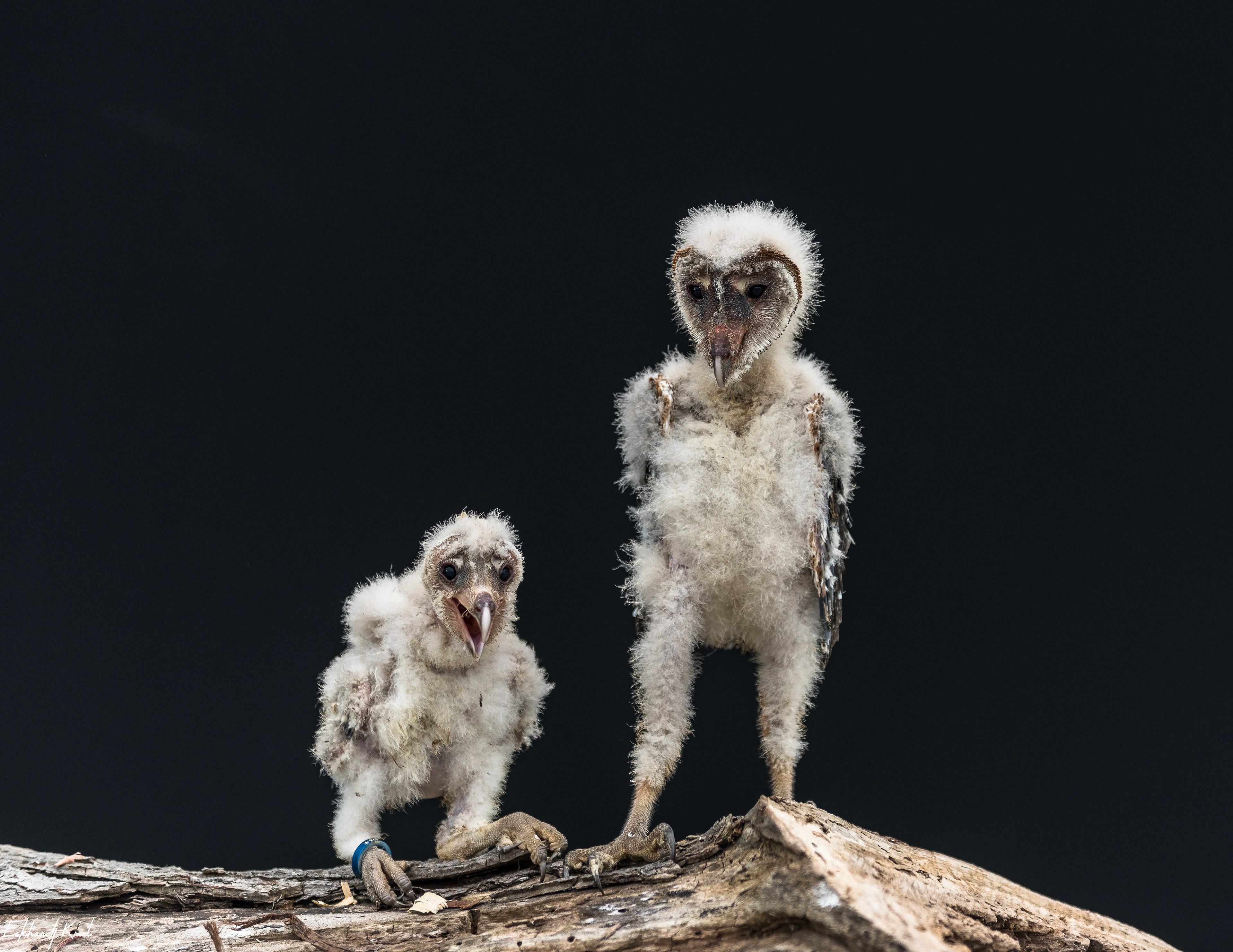 Captive Bird - baby barn owls
