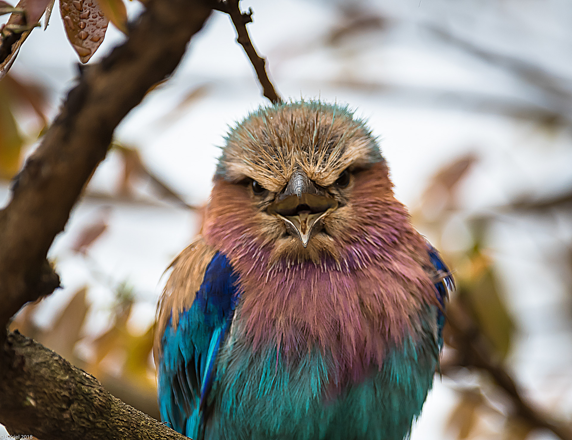 Kruger National Park