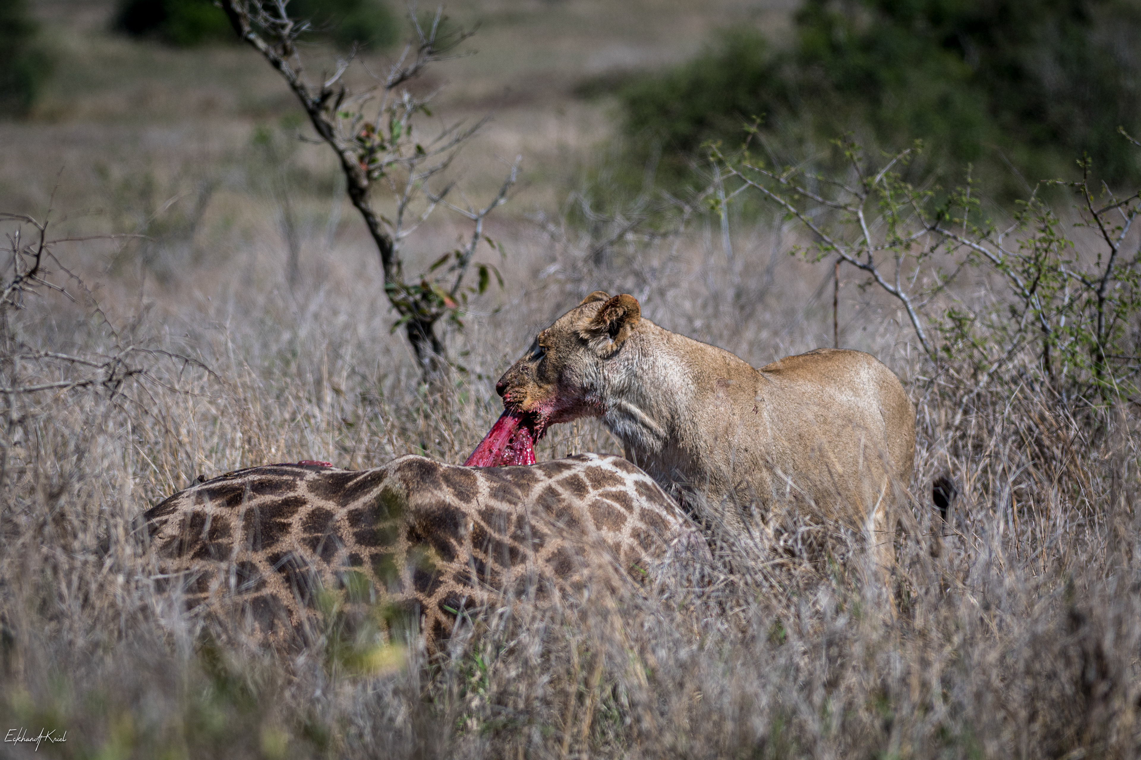 Kruger National Park