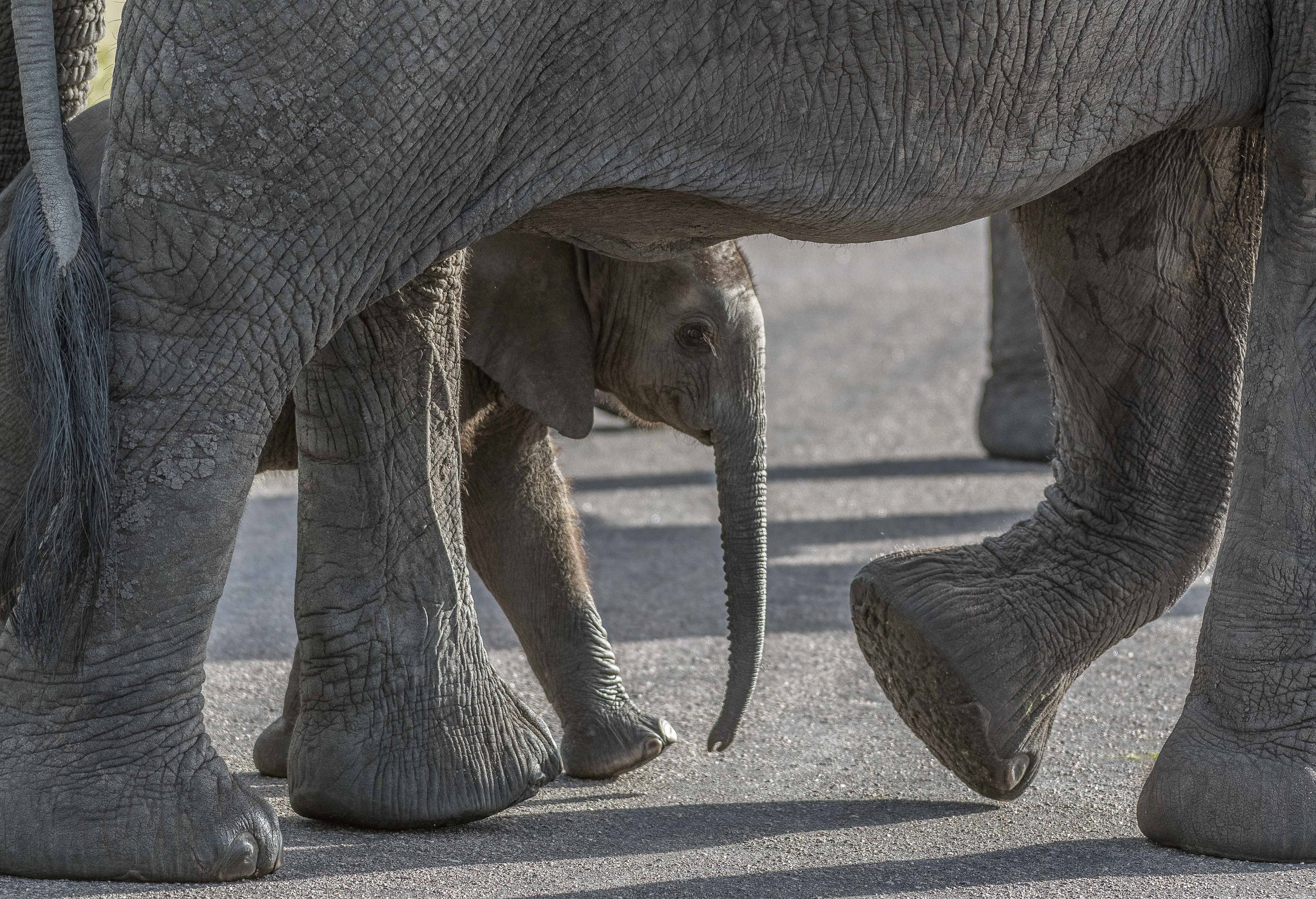 Kruger National Park