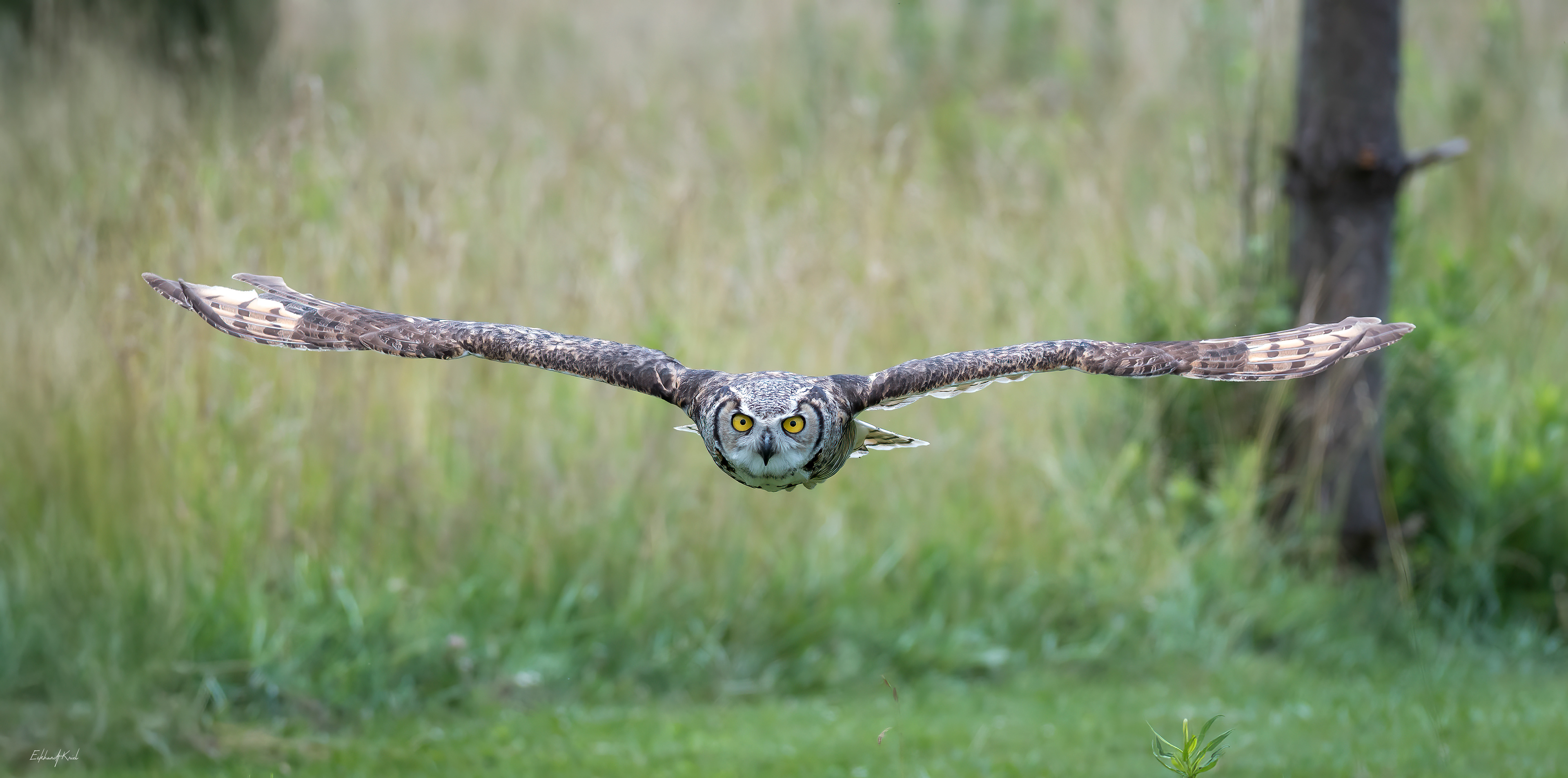 Captive Bird