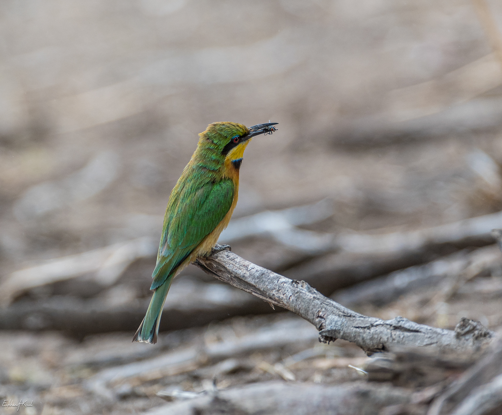 Kruger National Park