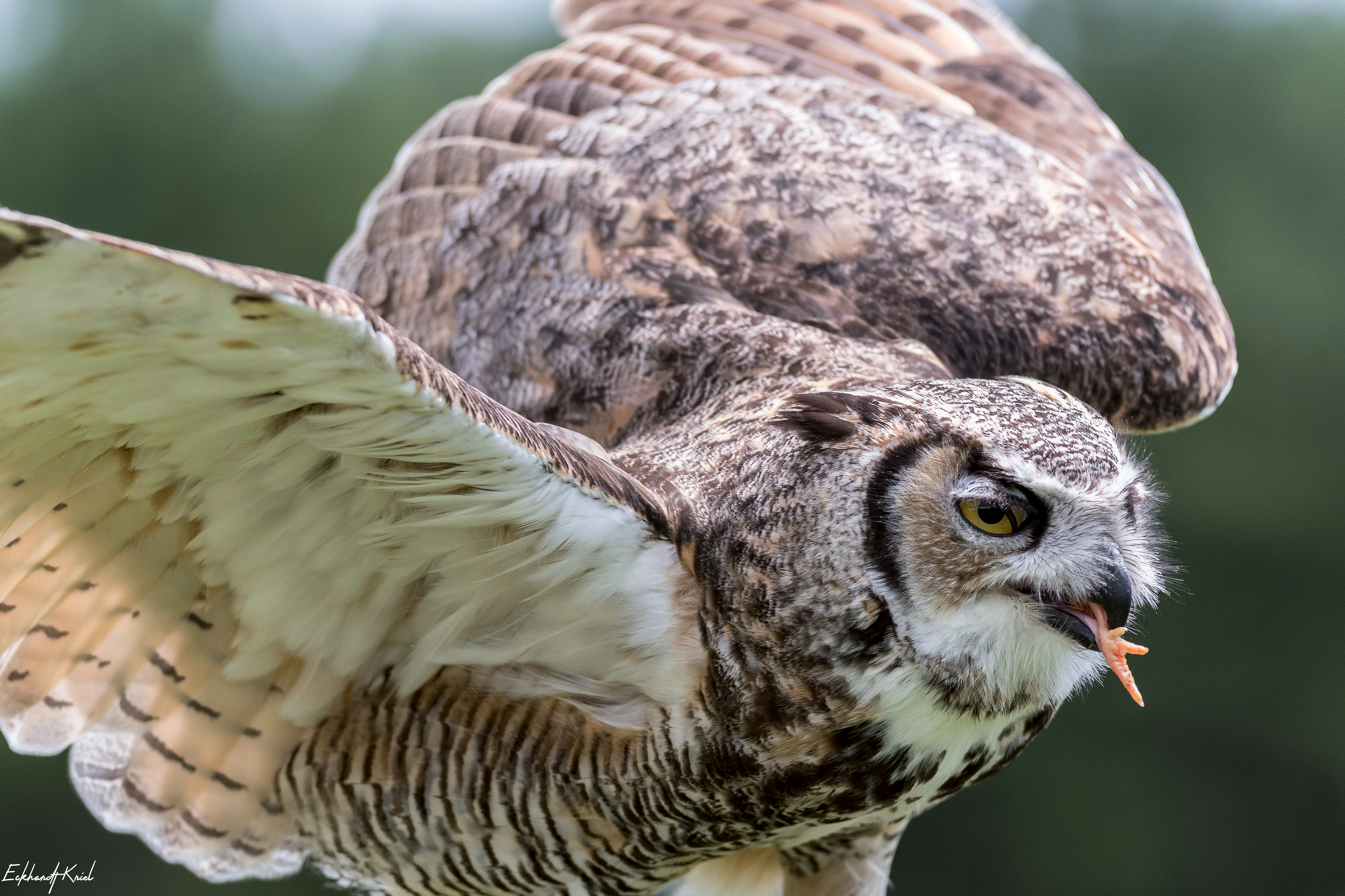 Captive Bird