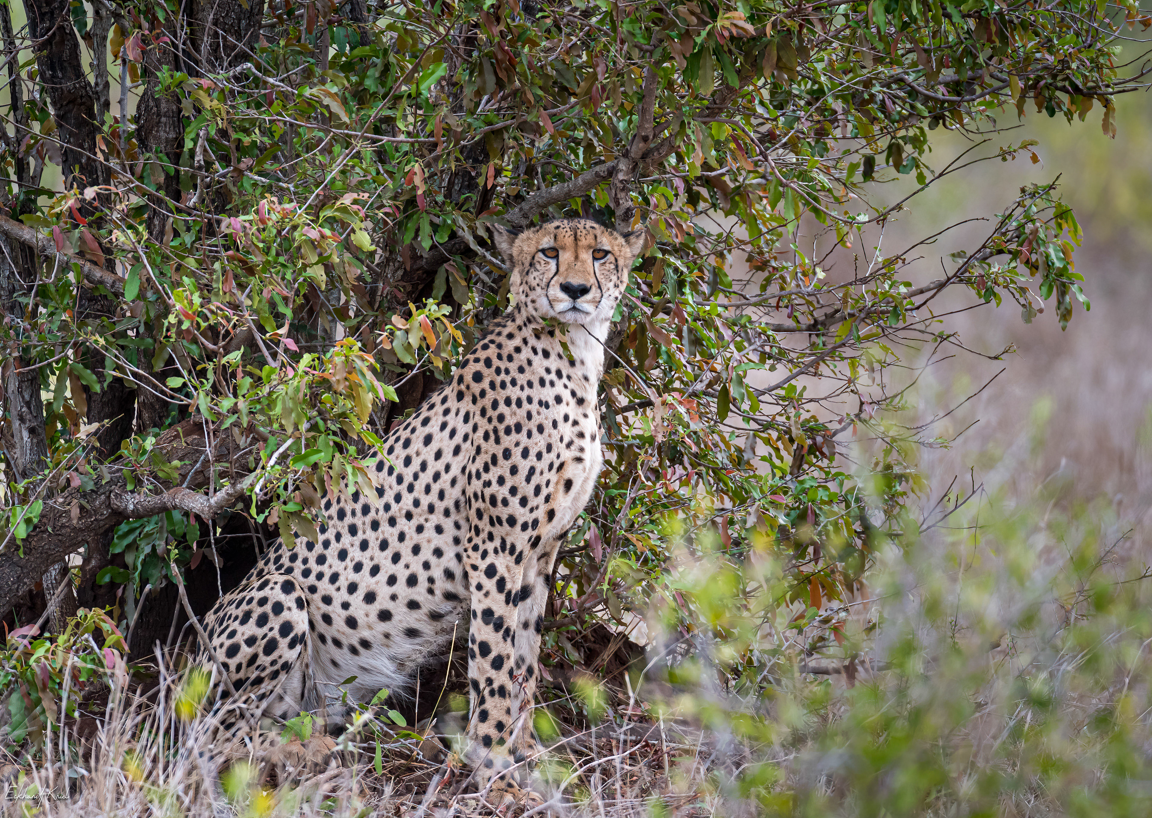Kruger National Park