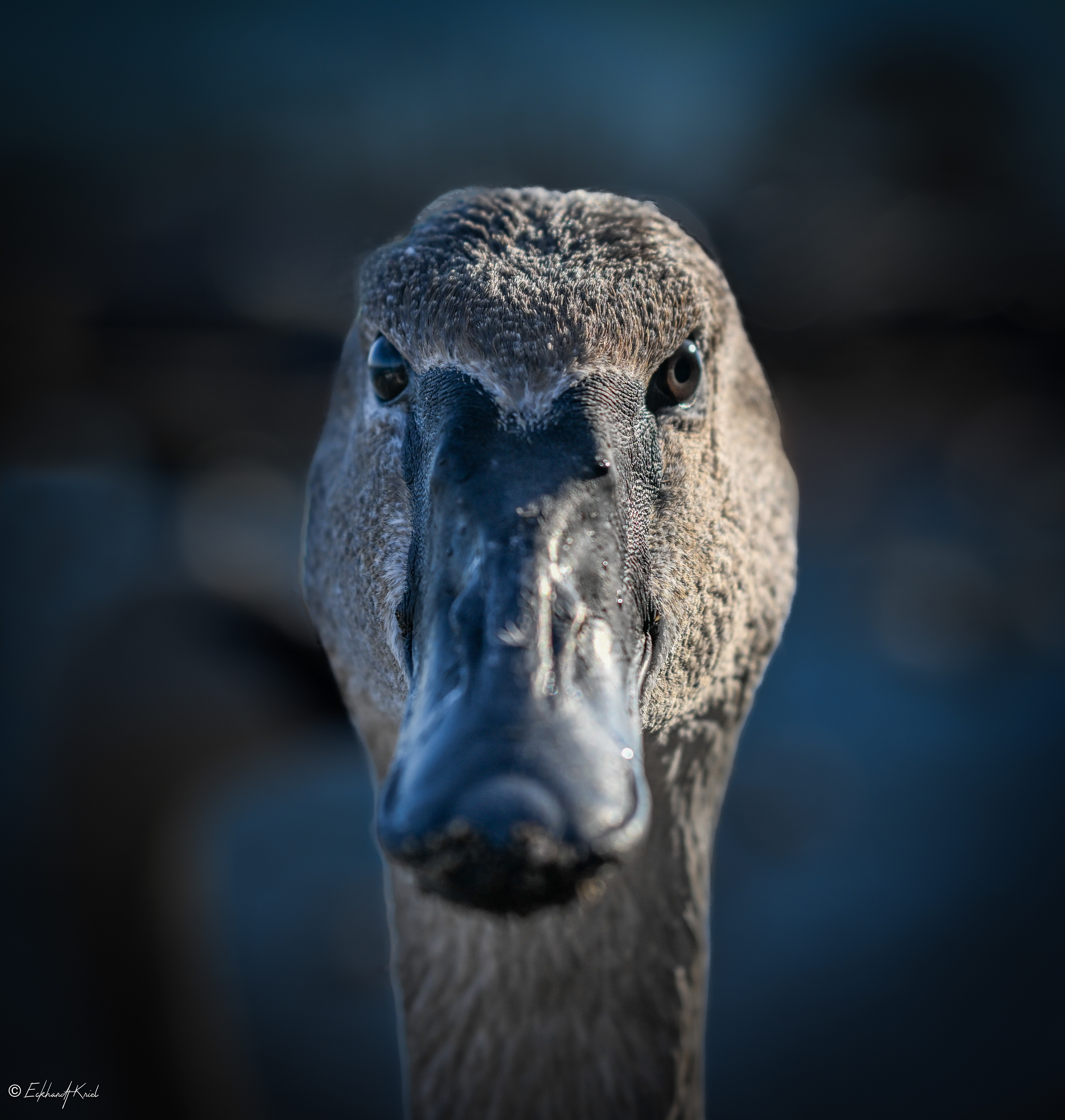 Trumpeter Swan - LaSalle Marina
