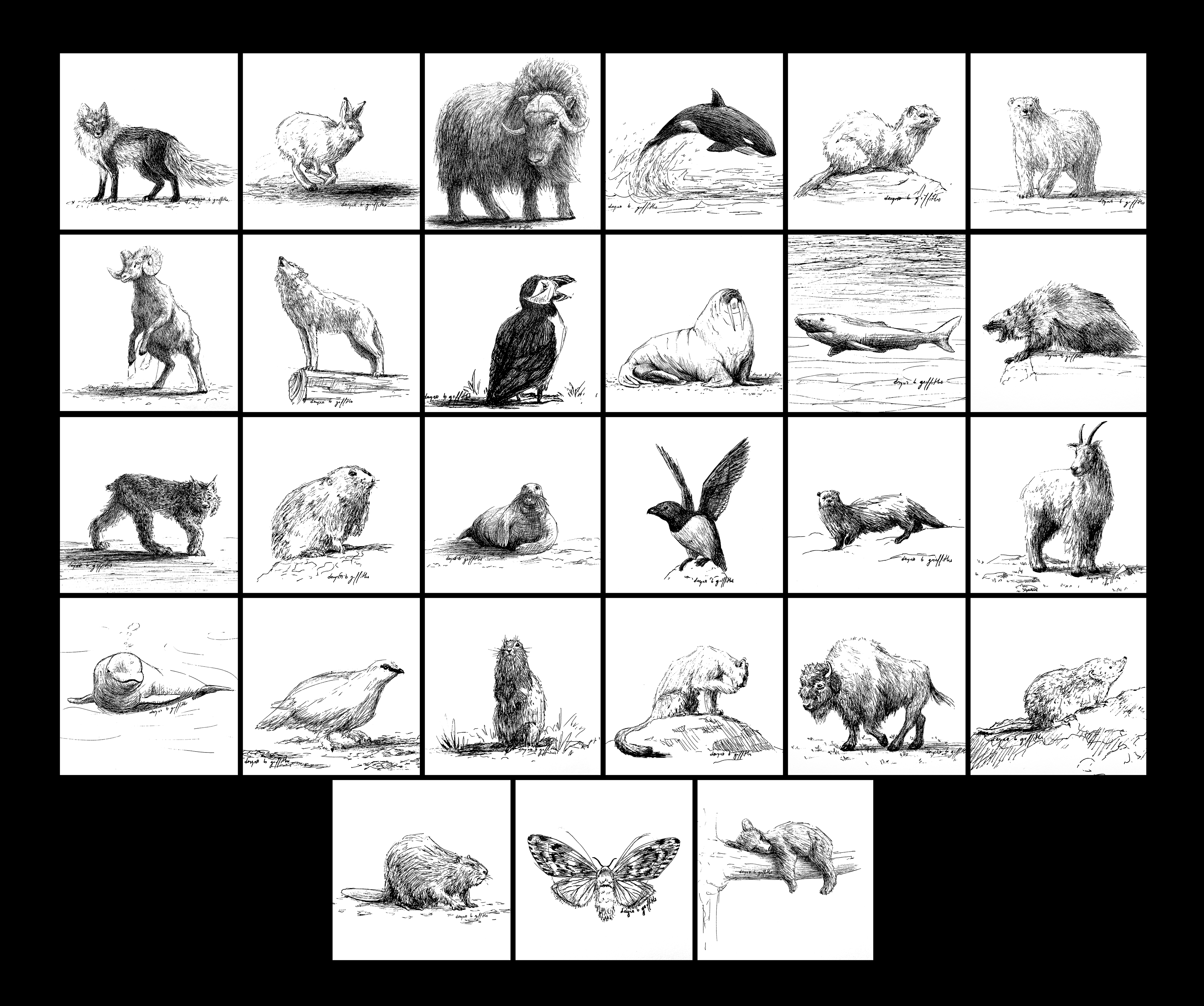 Inspirational Animals - Canadian Tundra