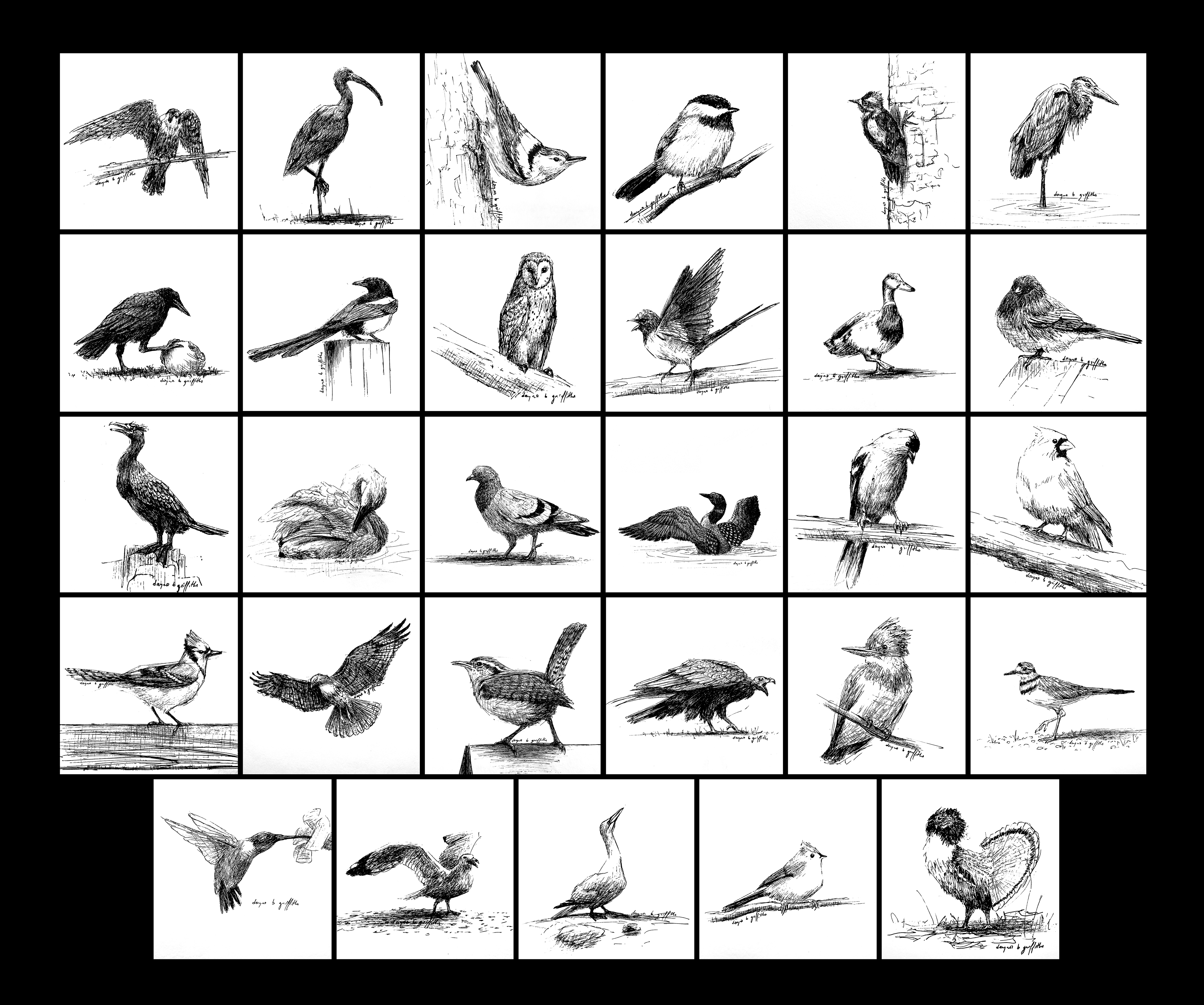 Backyard Birds - Southern Ontario