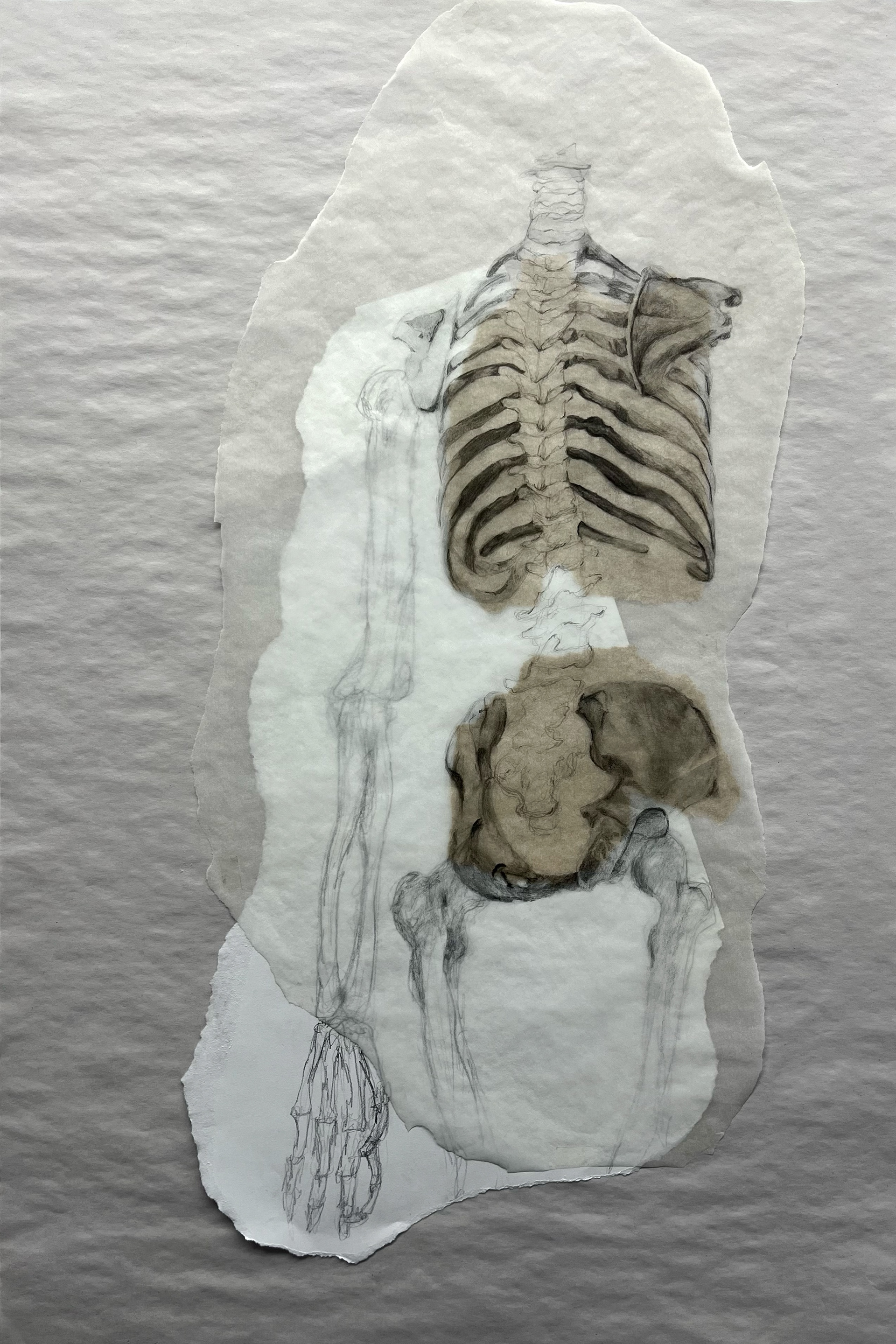 Fashionable Skeleton- Charcoal on newsprint, drawing paper, transparent paper, and paper towel.