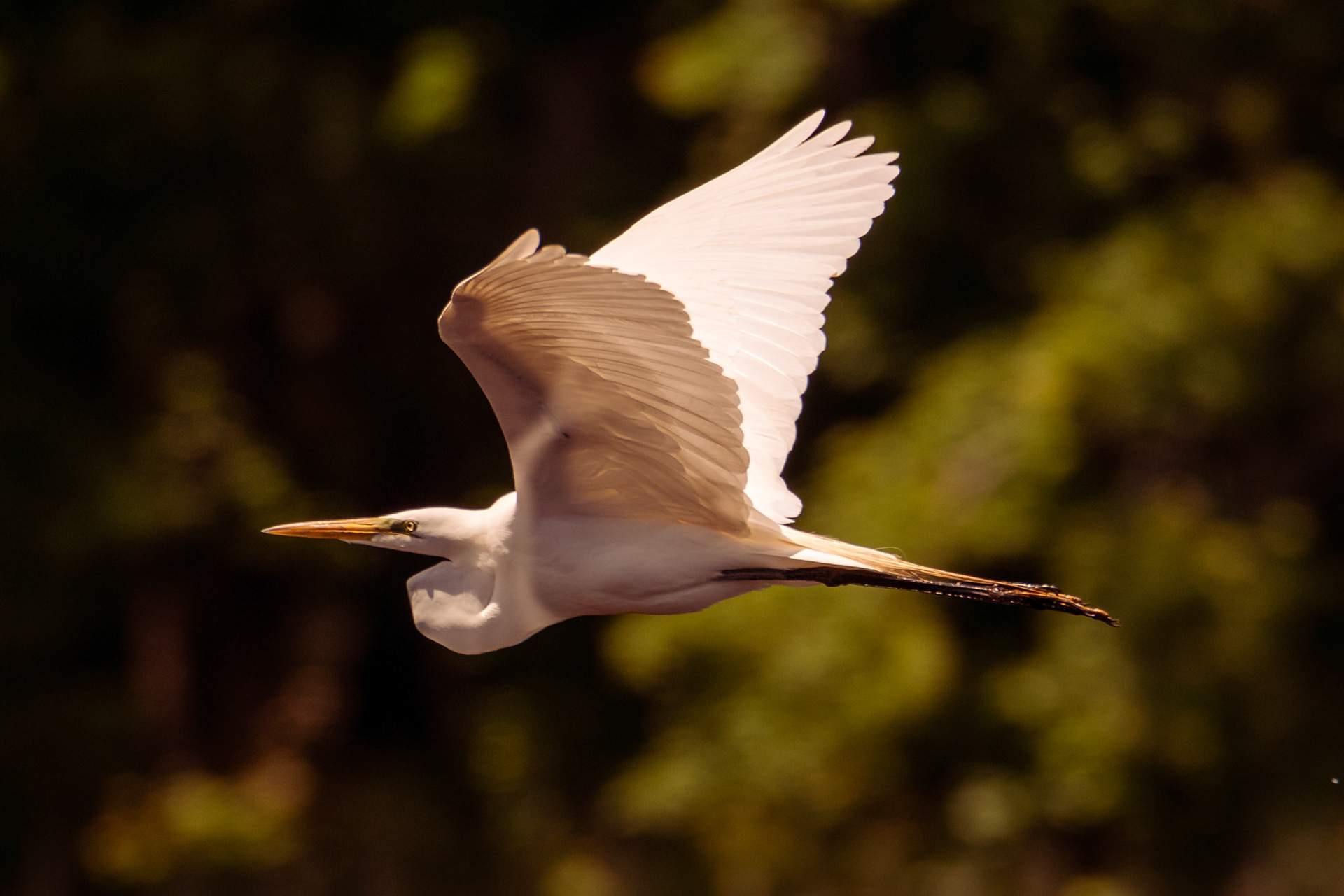 Great Egret