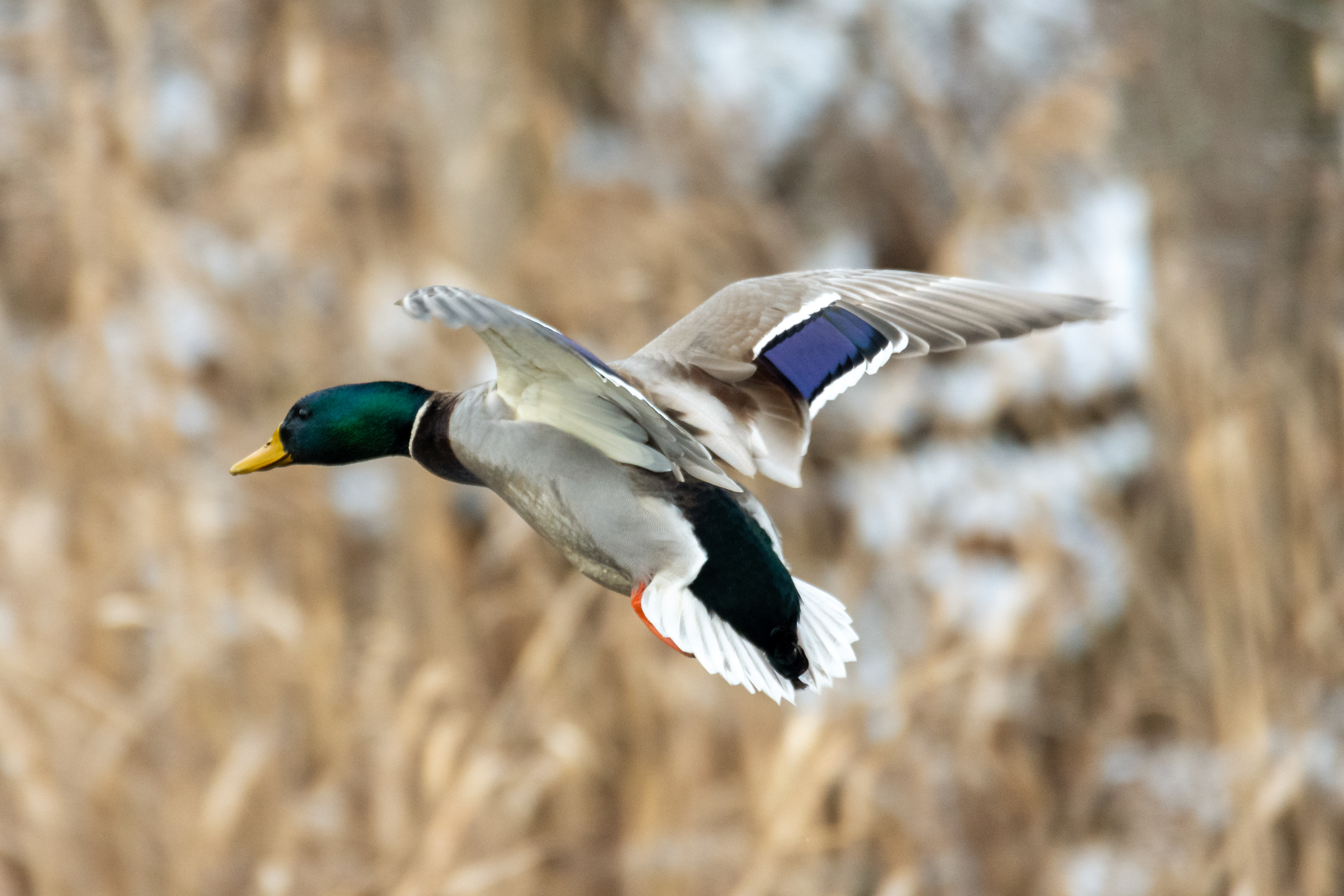 Mallard