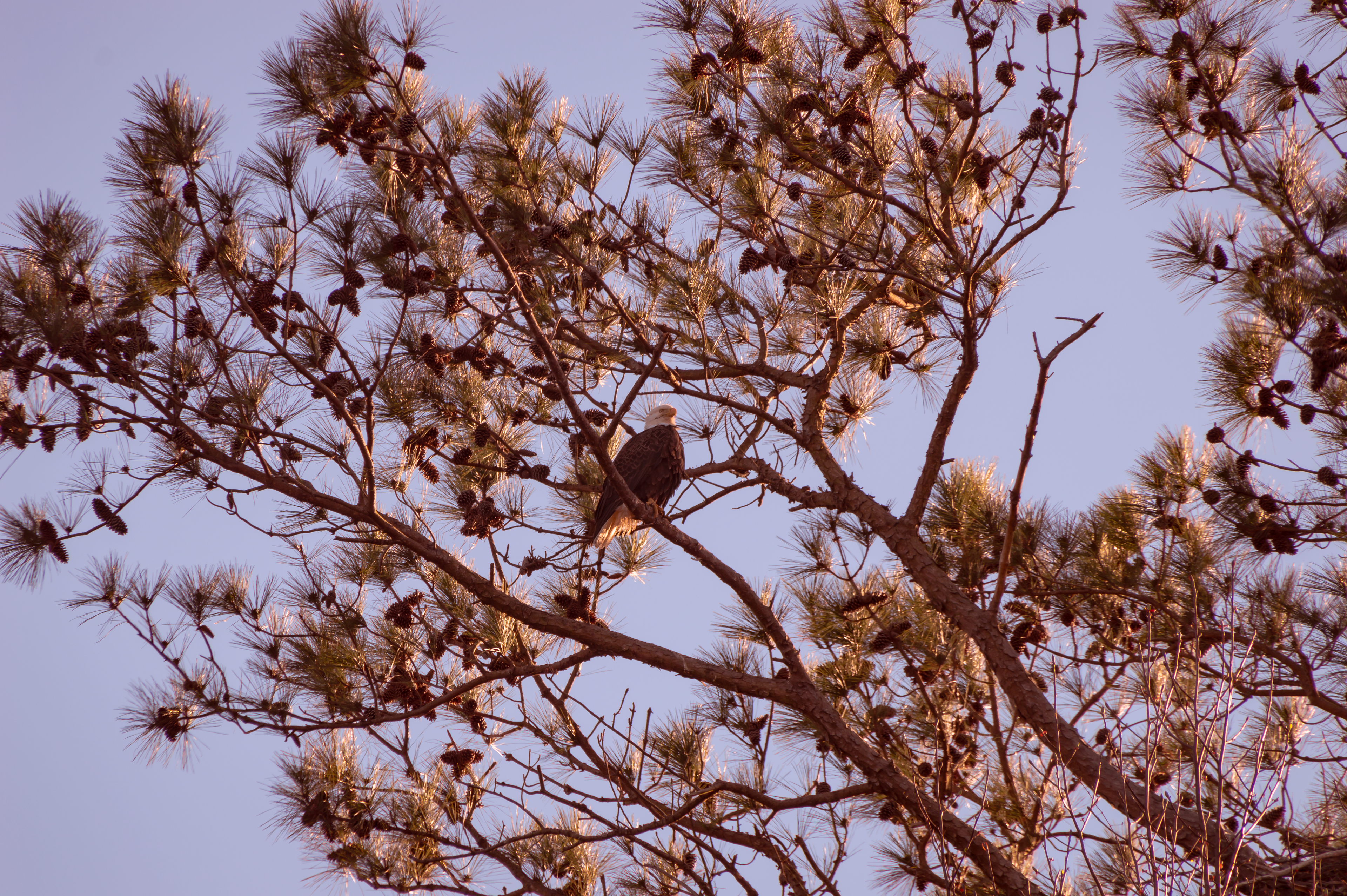 Bald Eagle