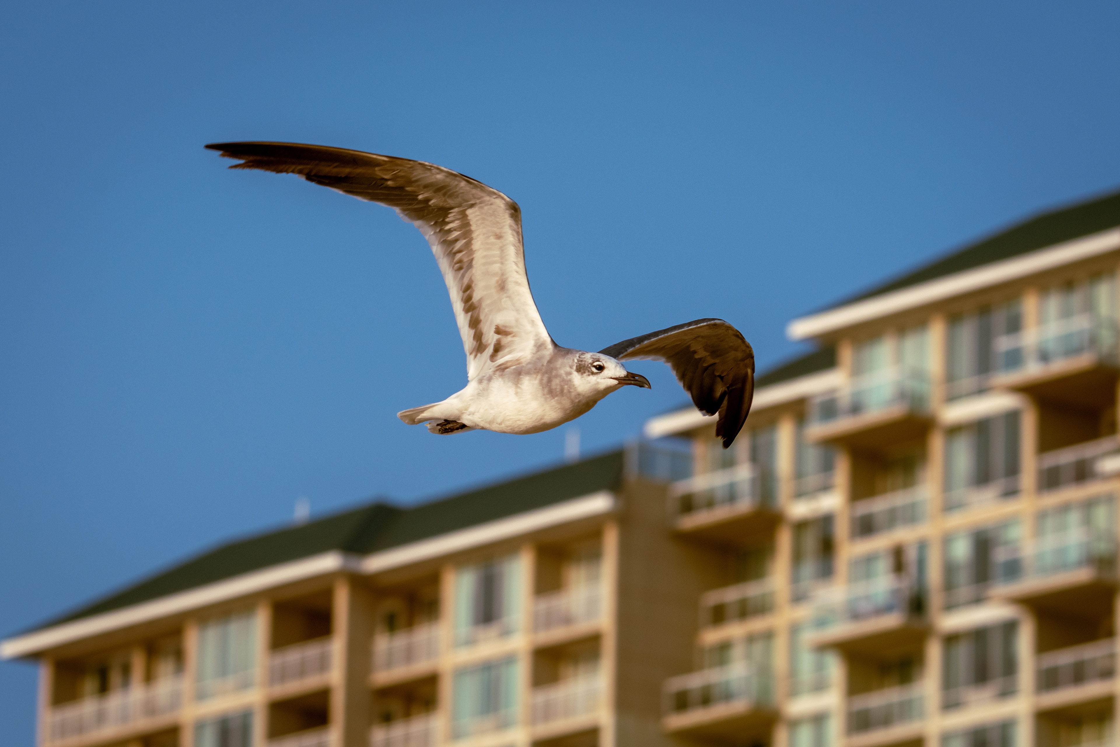 Gull
