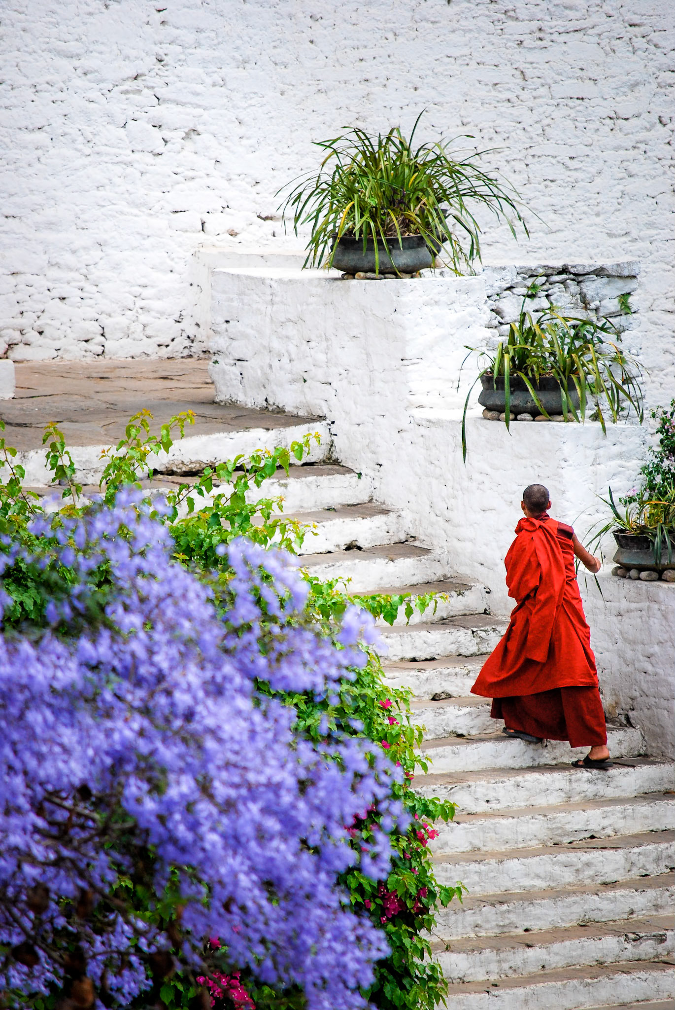 The Punakha Dzong, (meaning "the palace of great happiness or bliss", is the administrative centre of Punakha District in Punakha, Bhutan. Constructed in 1637–38,it is the second oldest and second-largest dzong in Bhutan and one of its most majestic structures.
