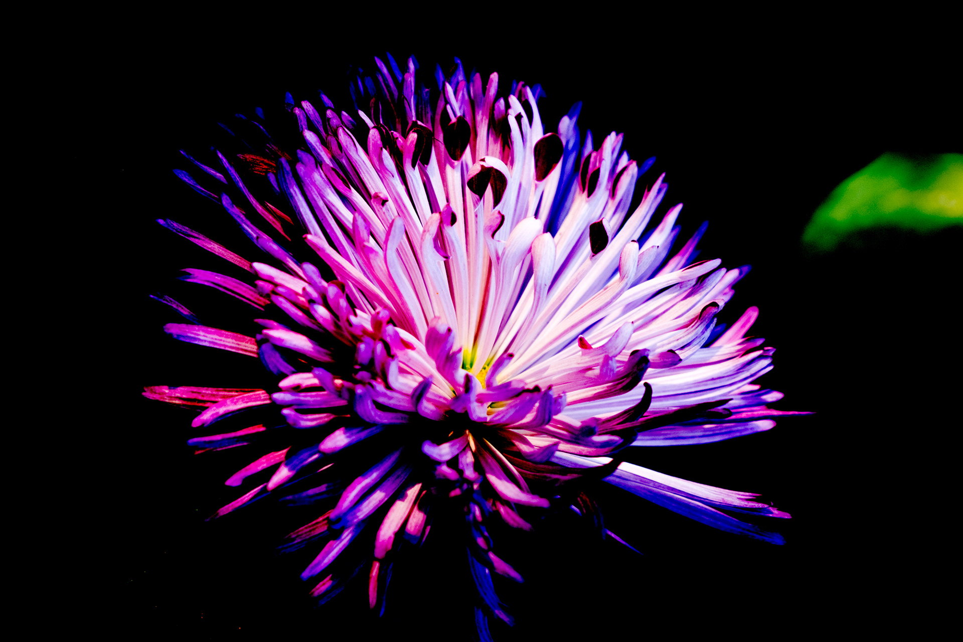 Purple Flower