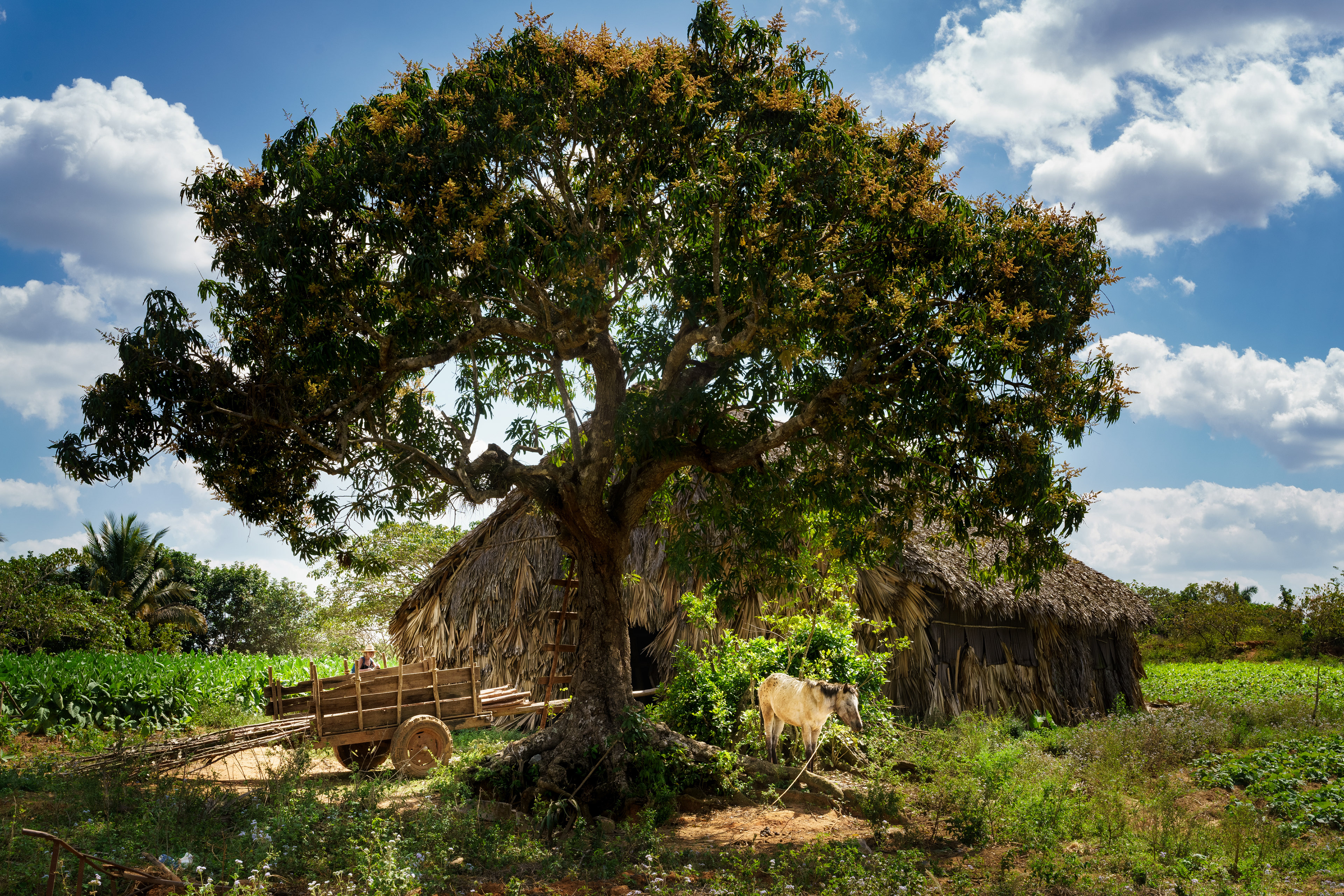 Vinales, Cuba