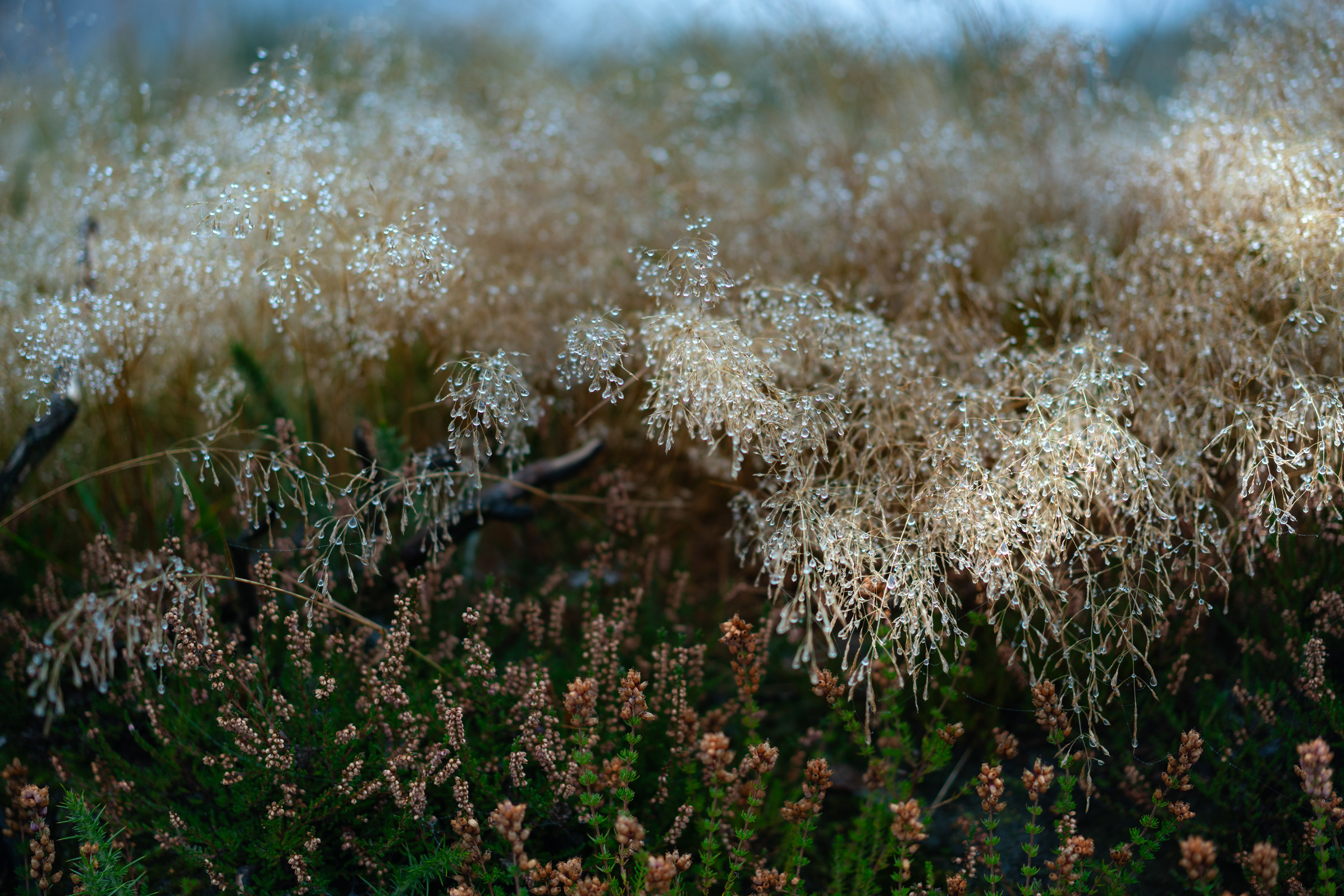 Stanton Moor, Derbyshire