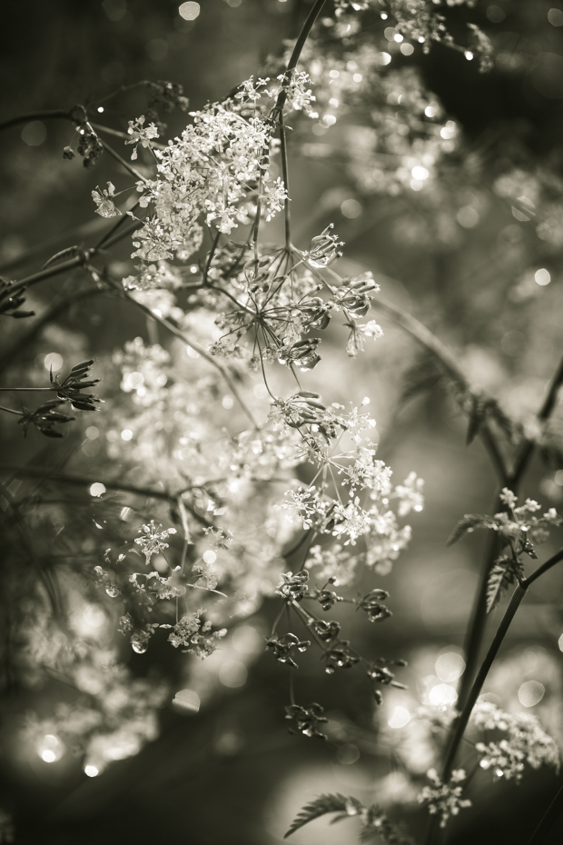 The Dale - Wirksworth